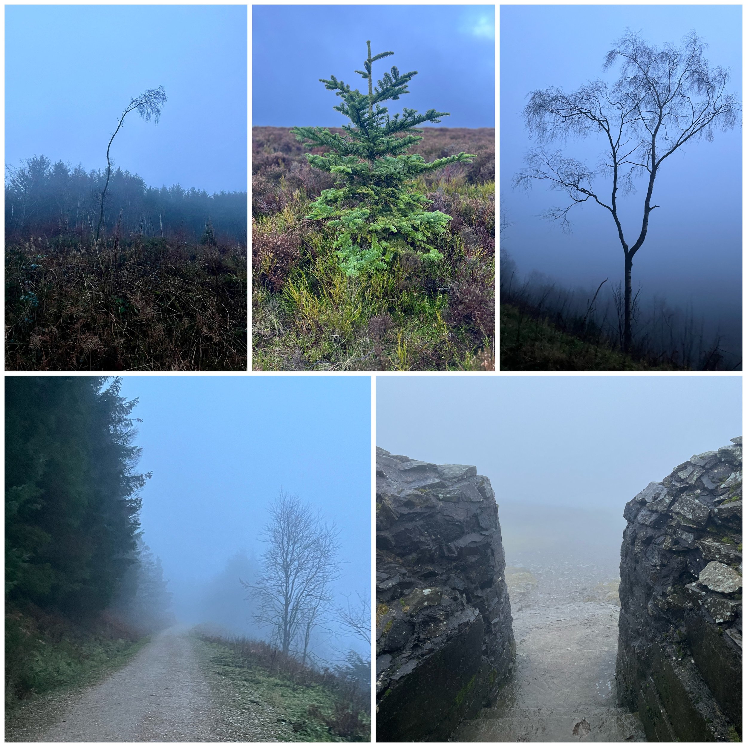 A collage of five foggy outdoor scenes including trees, a dirt trail, rocks, and a young evergreen tree, all surrounded by misty conditions.