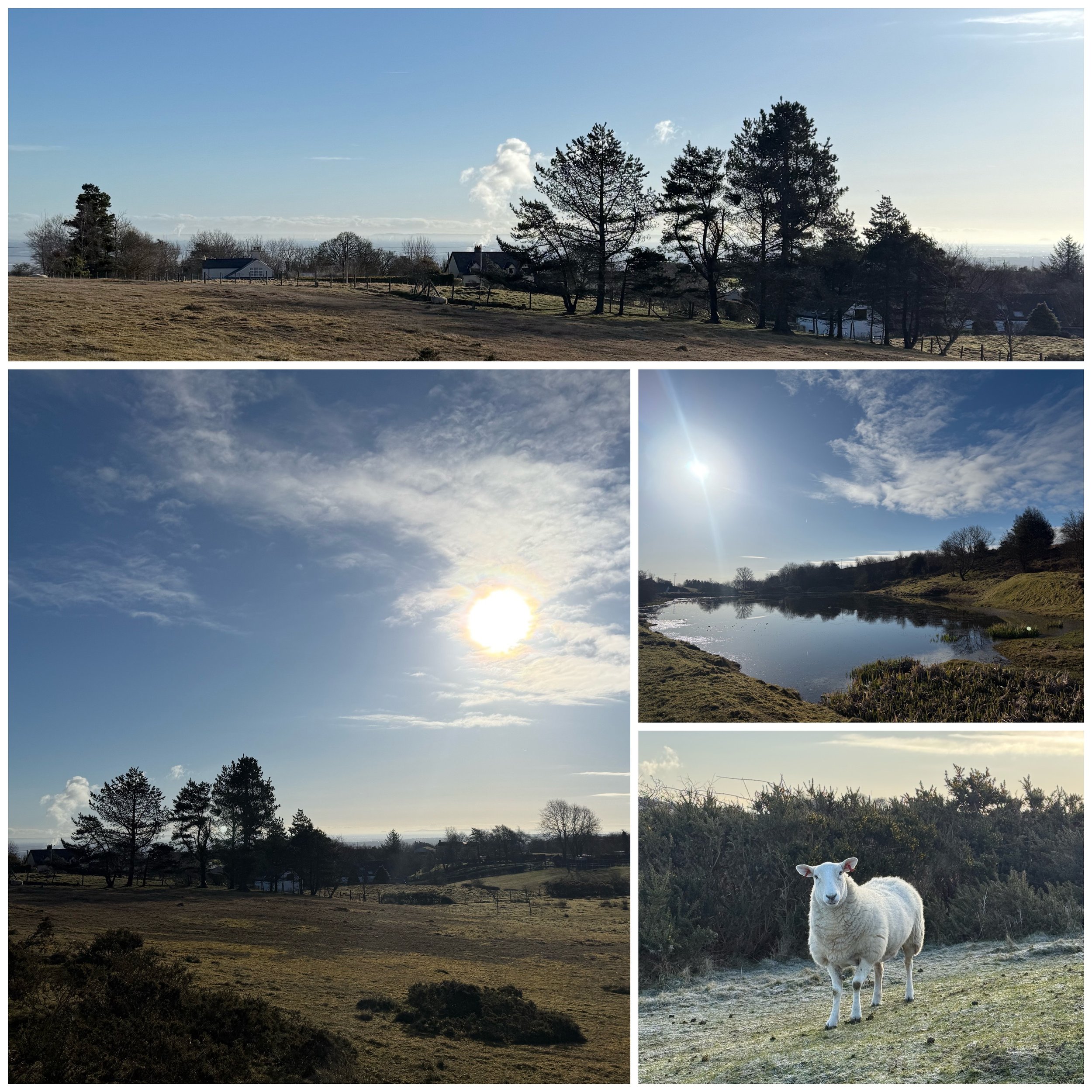Sunlit rural landscape with open fields, trees, a pond, and a sheep in the foreground.