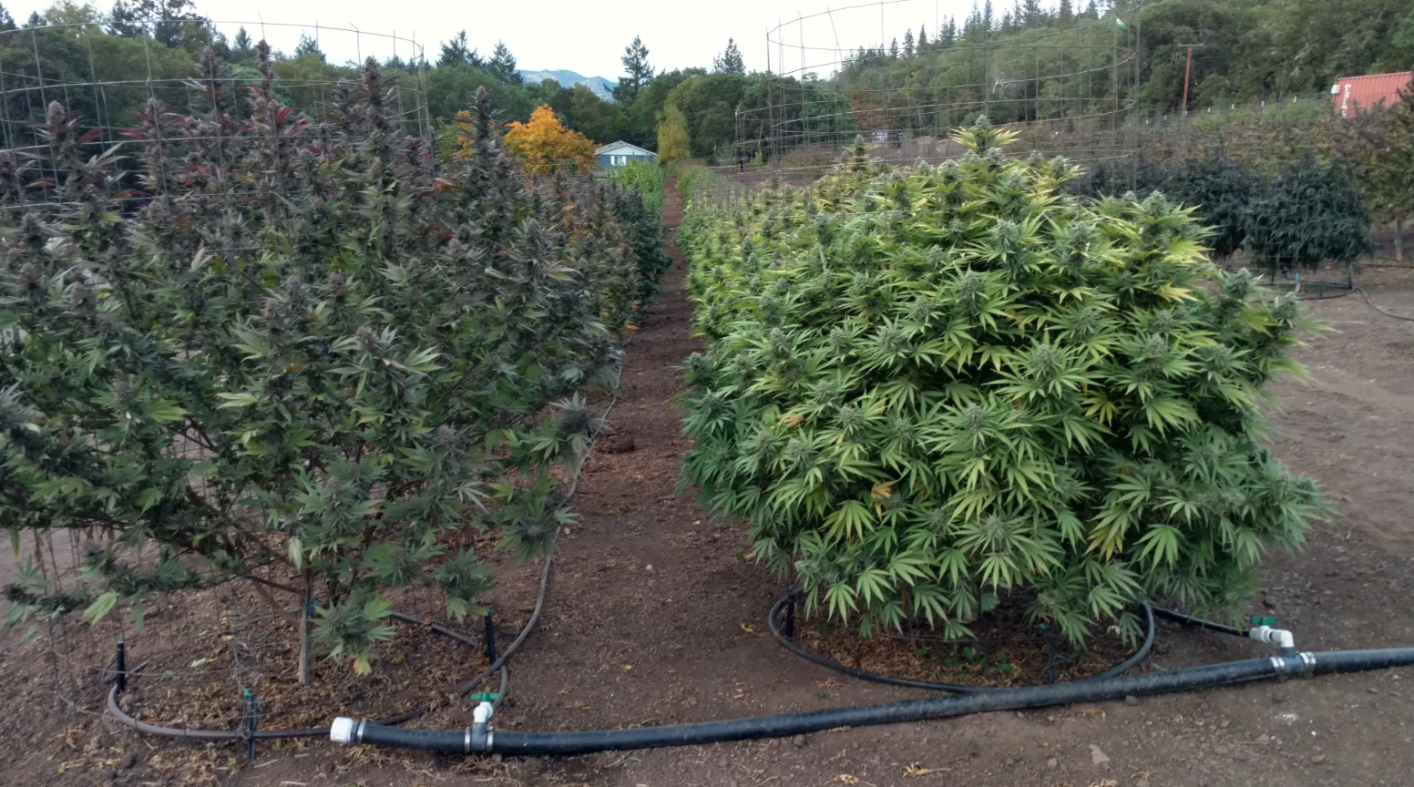 Timber Mountain Cannabis Company