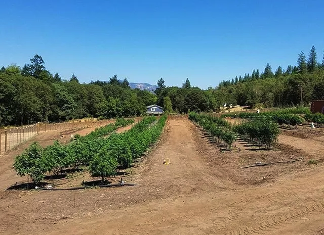 Timber Mountain Cannabis Company