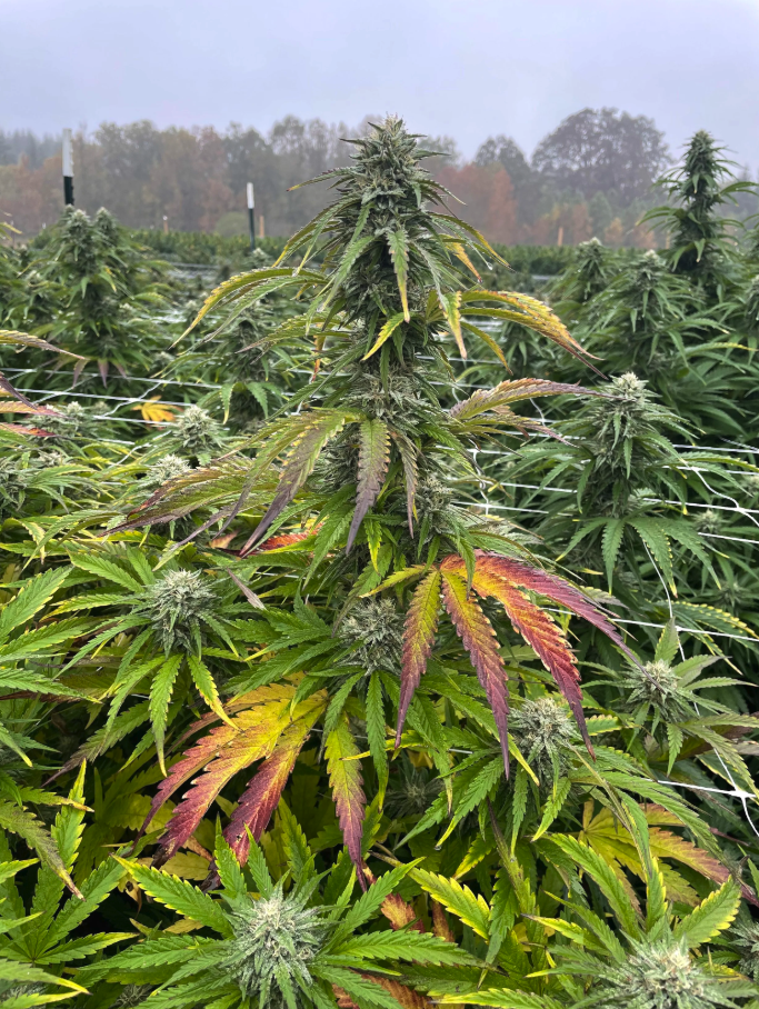 kore cannabis
