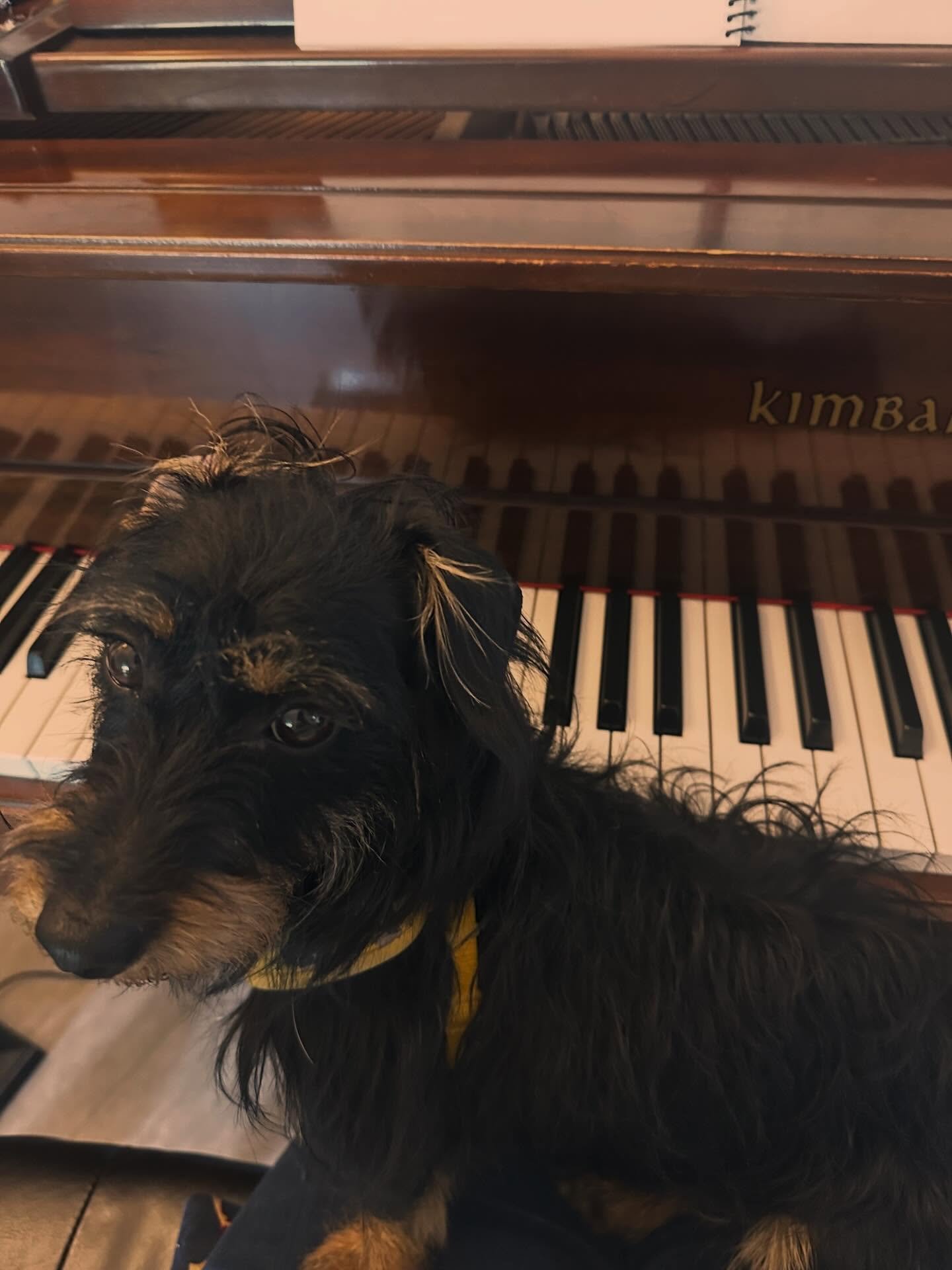Gotta practice #hildegardthedoxiepoo