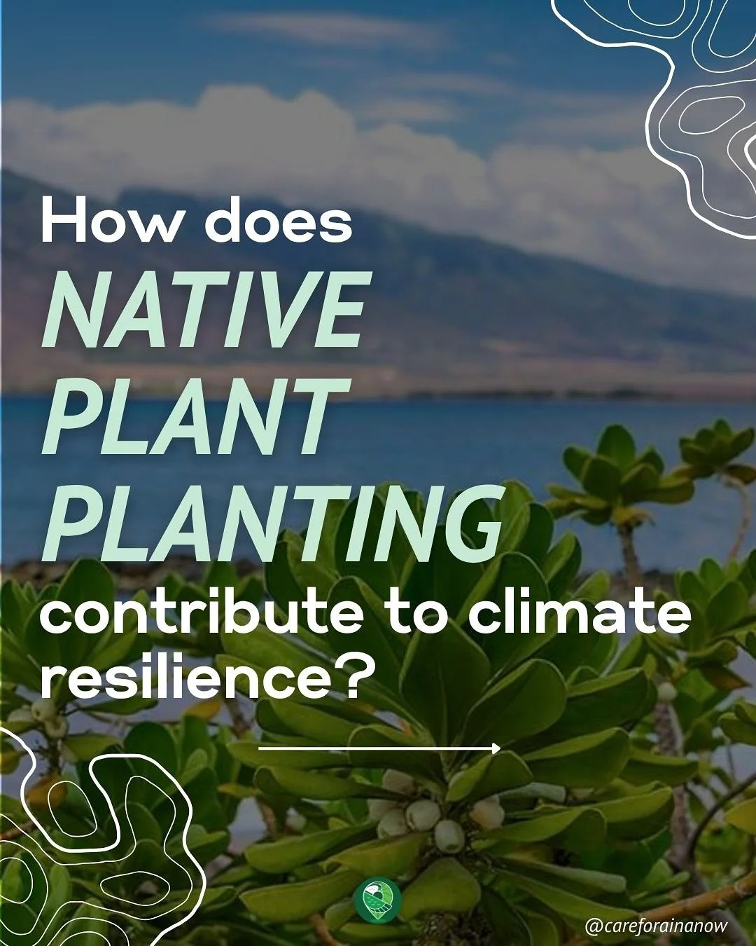Native plant propagation IS climate resilience. 

Our native plants are connected to food security, coastal protection, habitat creation for endangered forest birds, and soil health to protect our people from disasters. 

#greenfeesolutions