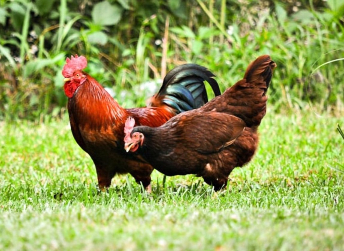 What’s the Deal With Chickens in Hawaii? A Traveler’s Guide to the Feathered Frenzy