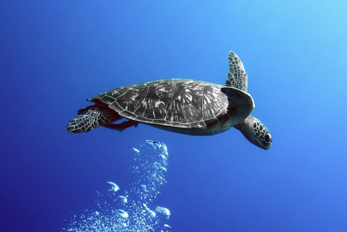 Don’t Be That Tourist: 9 Things You Should Never Do in Hawaii