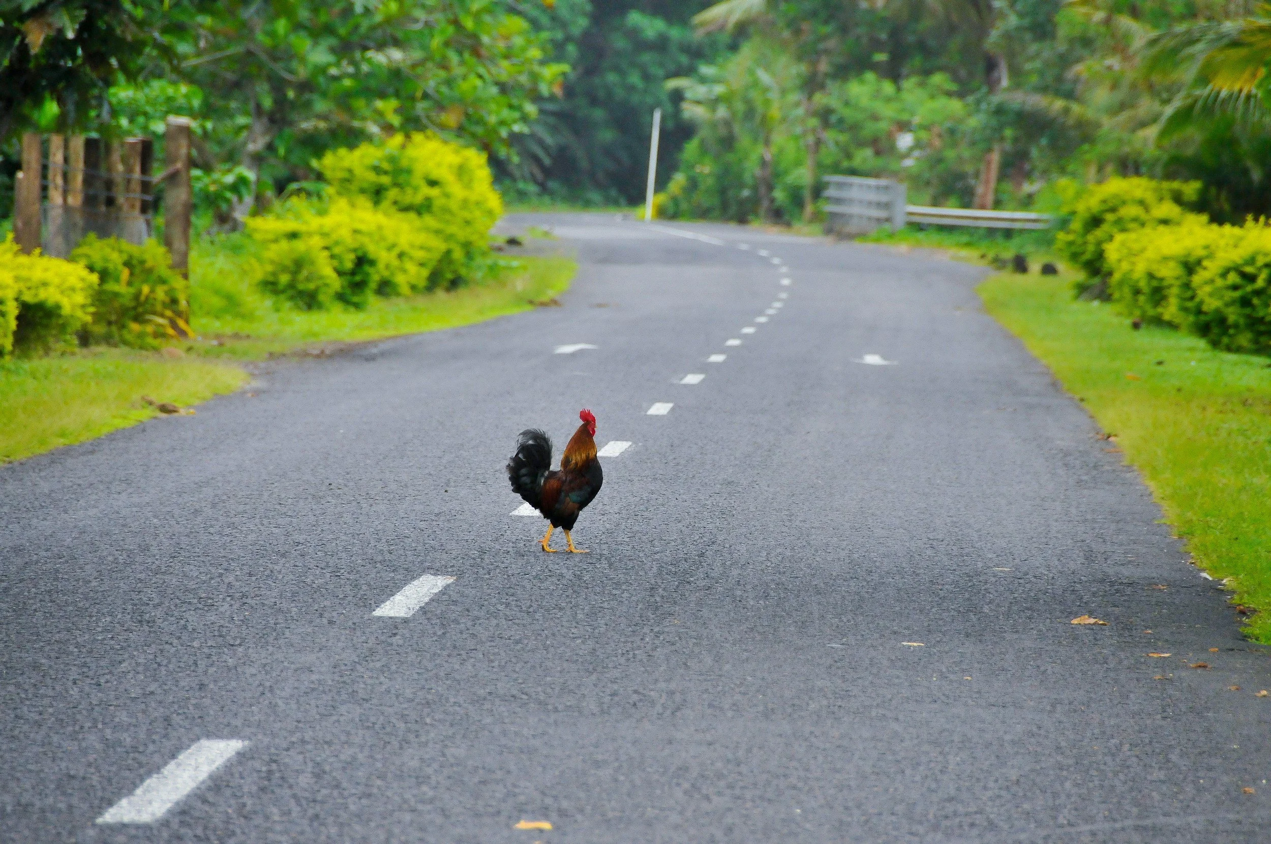 🐔 Can Chickens Cross the Road in Oahu?