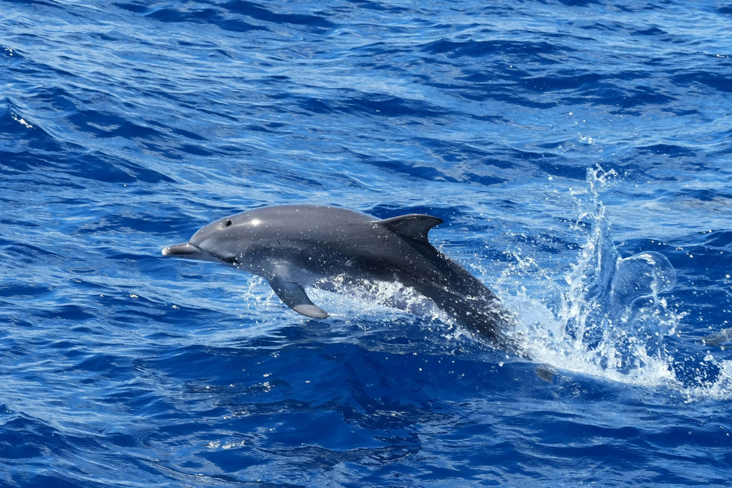 Dolphin Jumping
