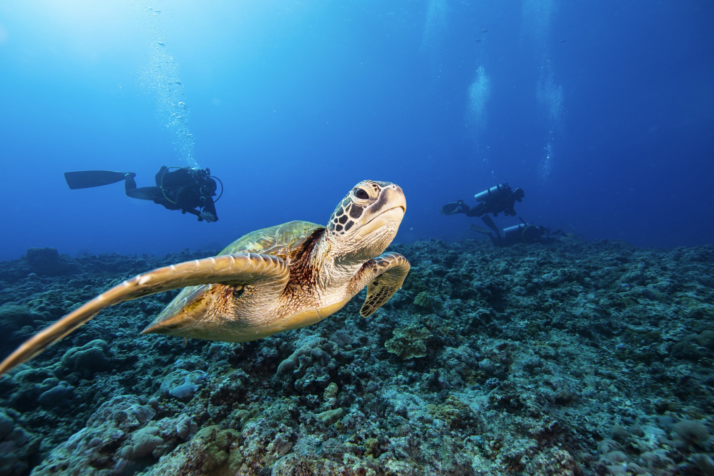 Snorkel with turtles