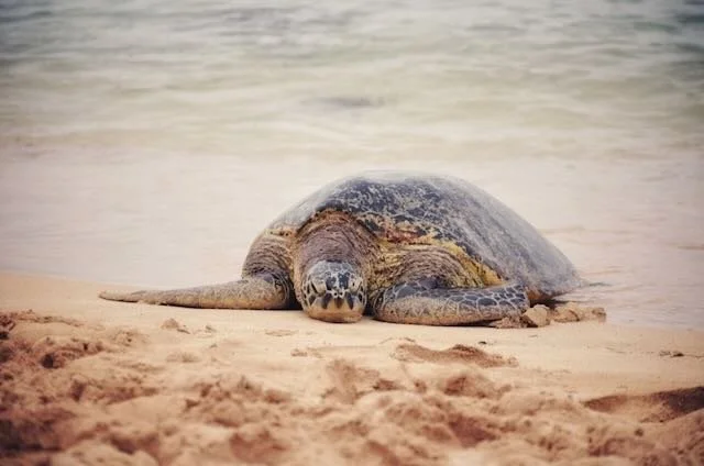 Turtle On AllStar Island tour