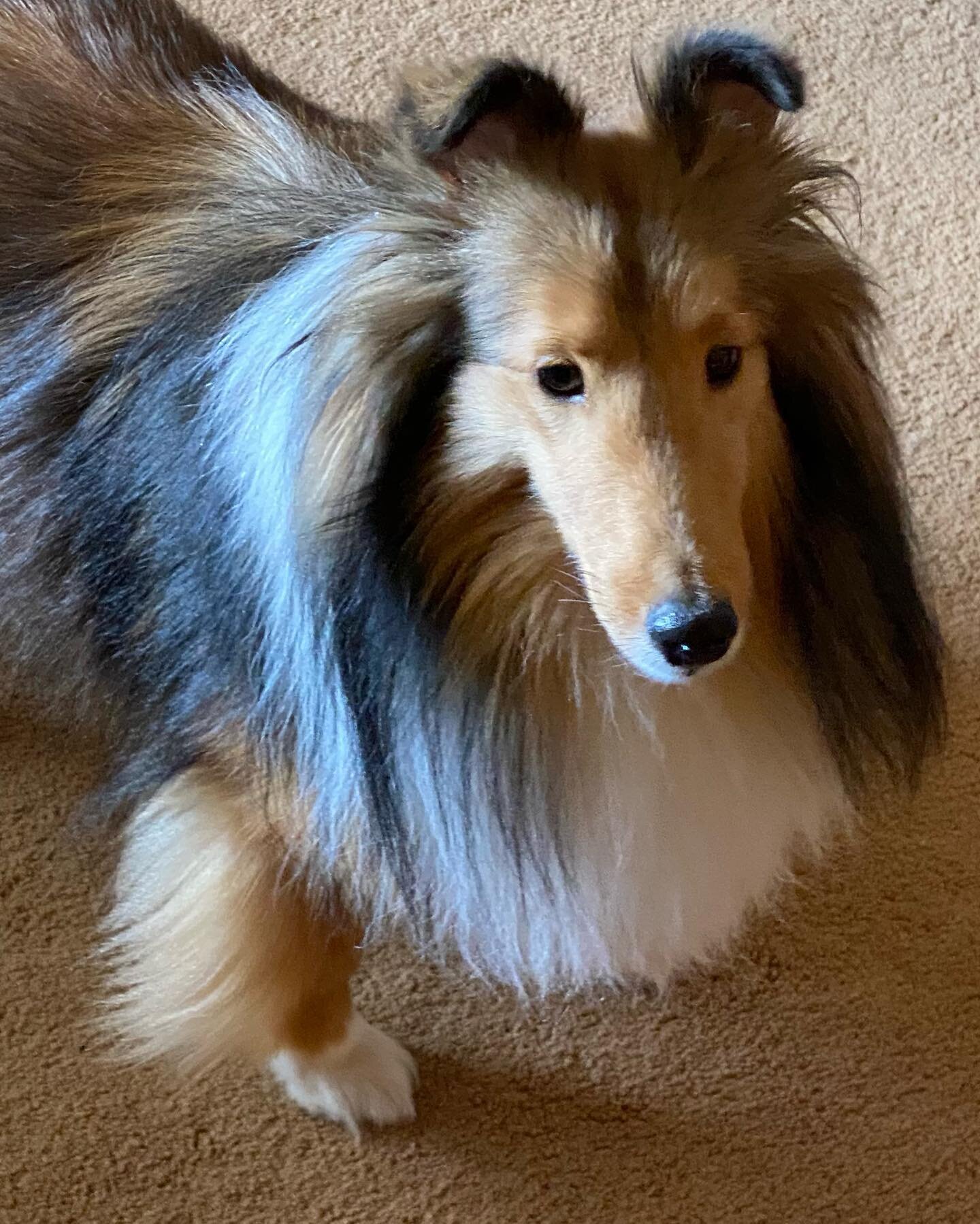 This gorgeous creature, who needs no filter, is Tanner and he let us photograph his kitchen this afternoon.  We hope to have photos early next week for you.  #dogsofinstagram #miniaturecollie