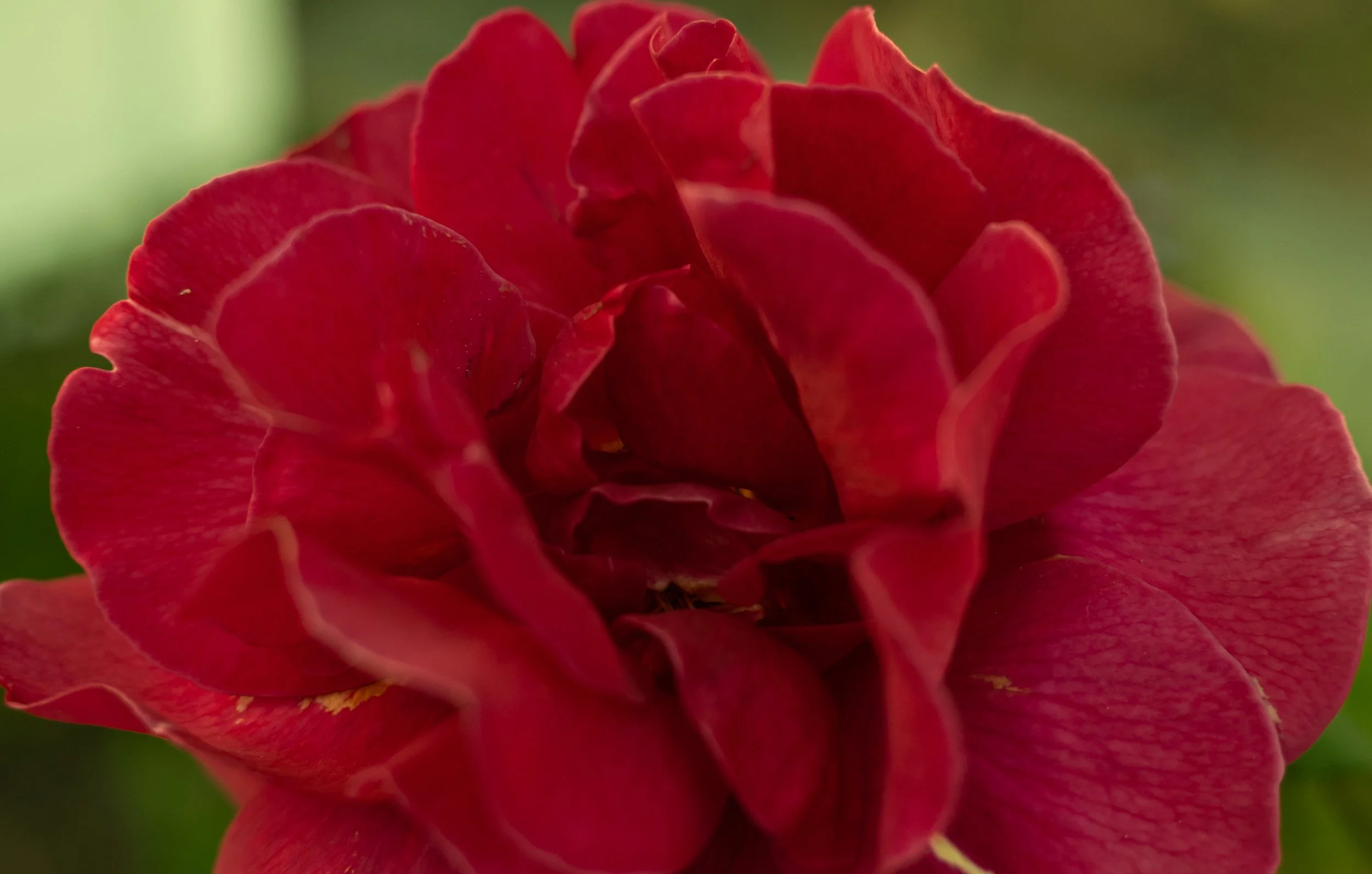 May252025_LagunaFlower.jpg