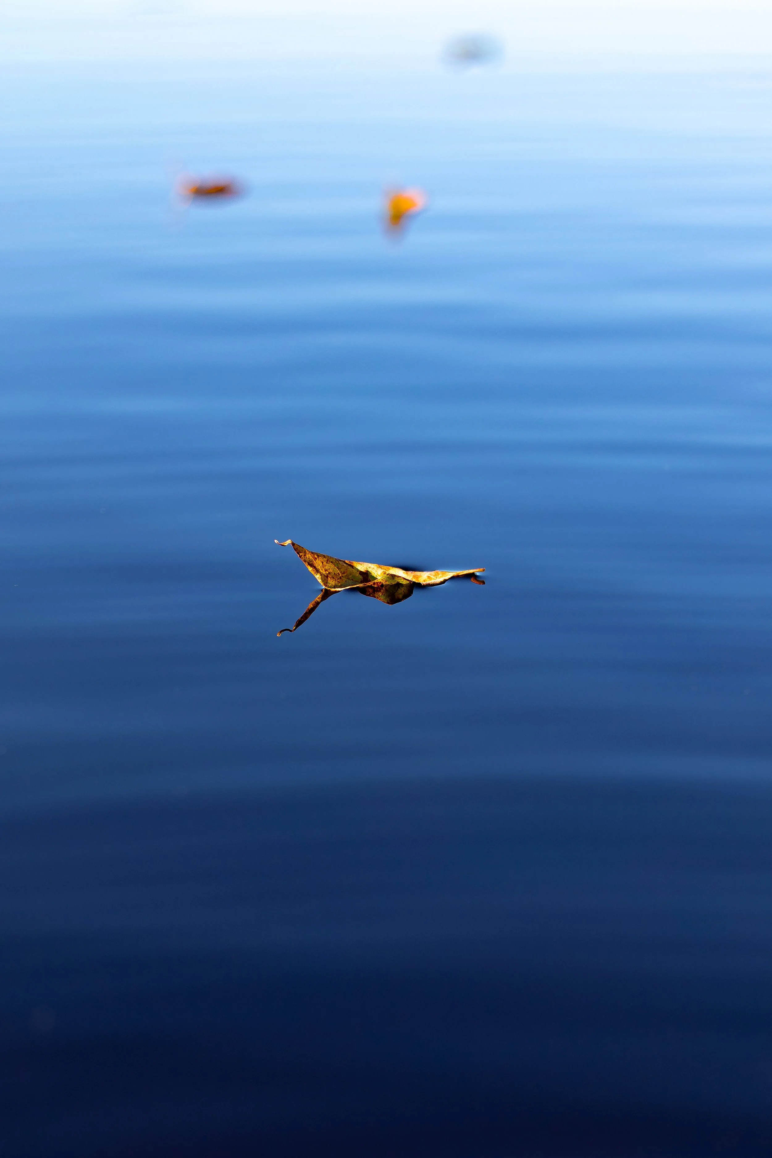 A close-up of a fallen leaf floating on calm blue water, with two blurred leaves in the distance.