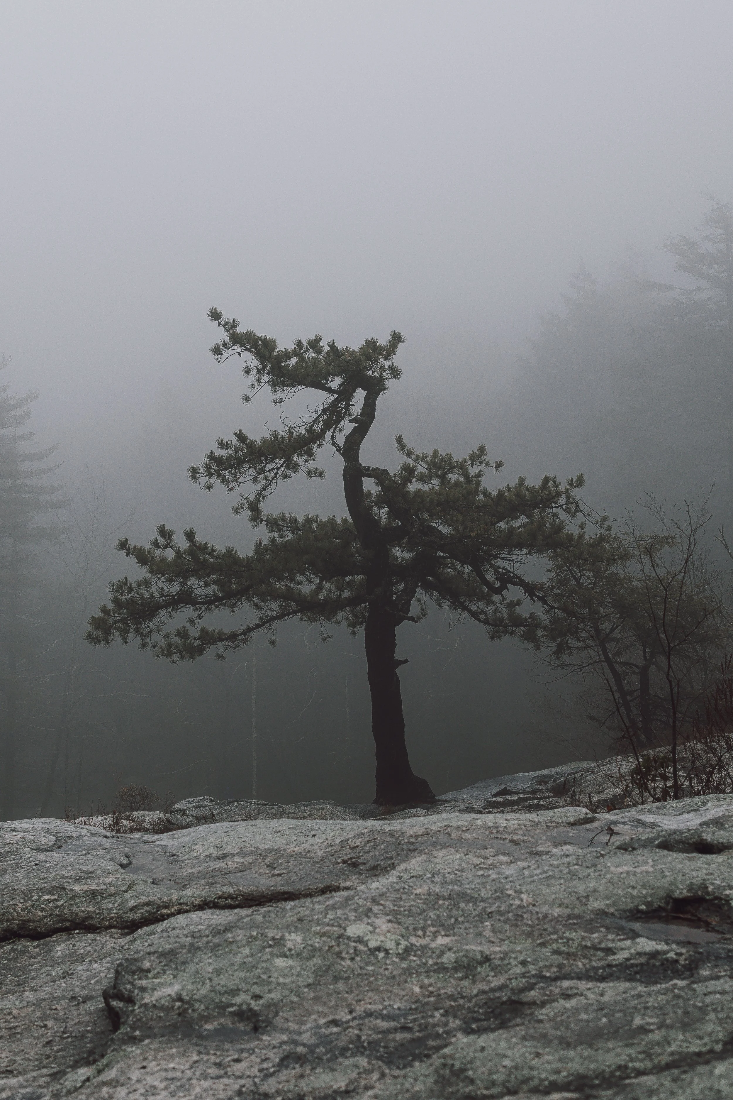 A lone pine tree on rocky terrain with a foggy background and faint outlines of trees in the distance.