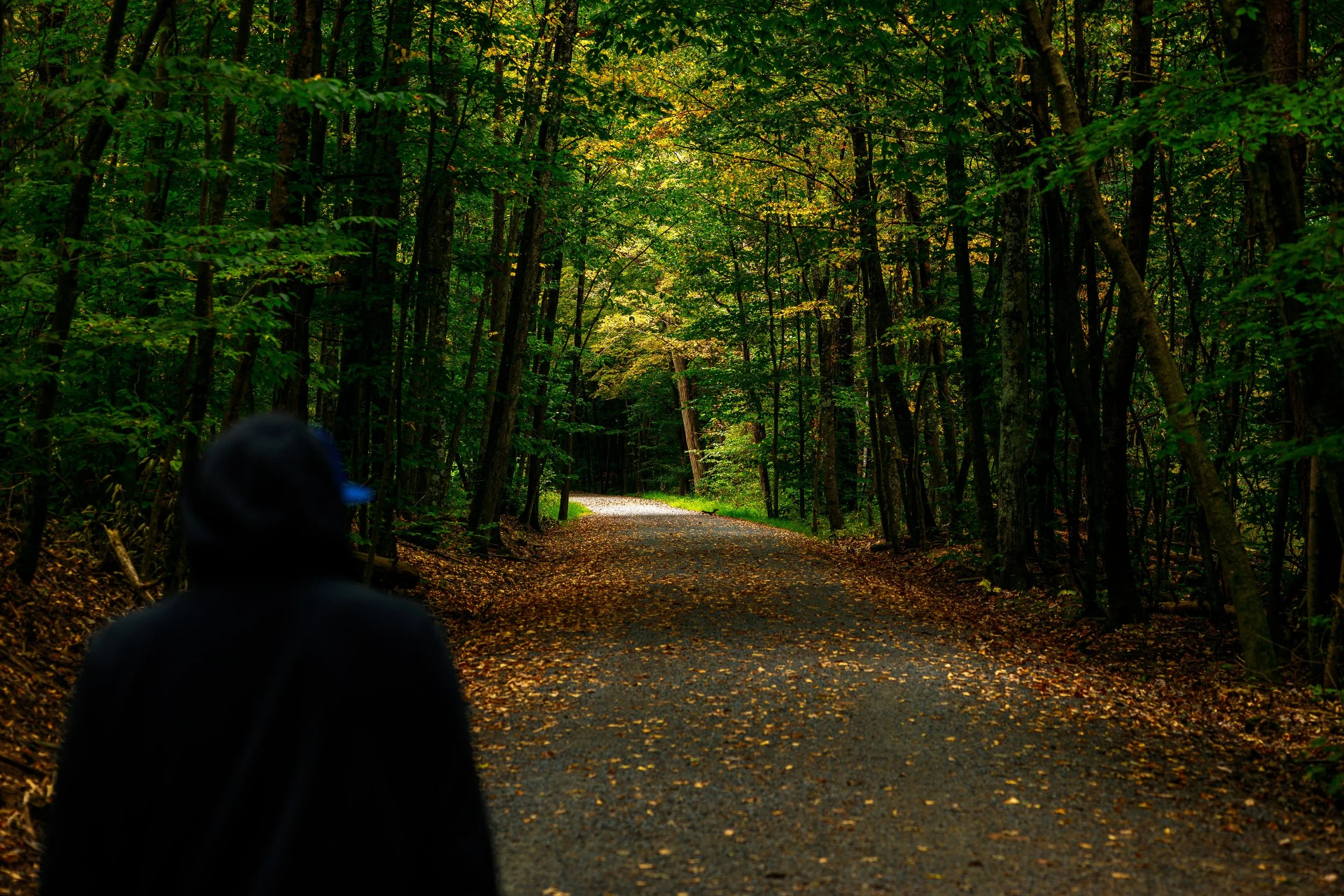 A person with a hat walking on a gravel forest trail surrounded by green trees with some fallen leaves.