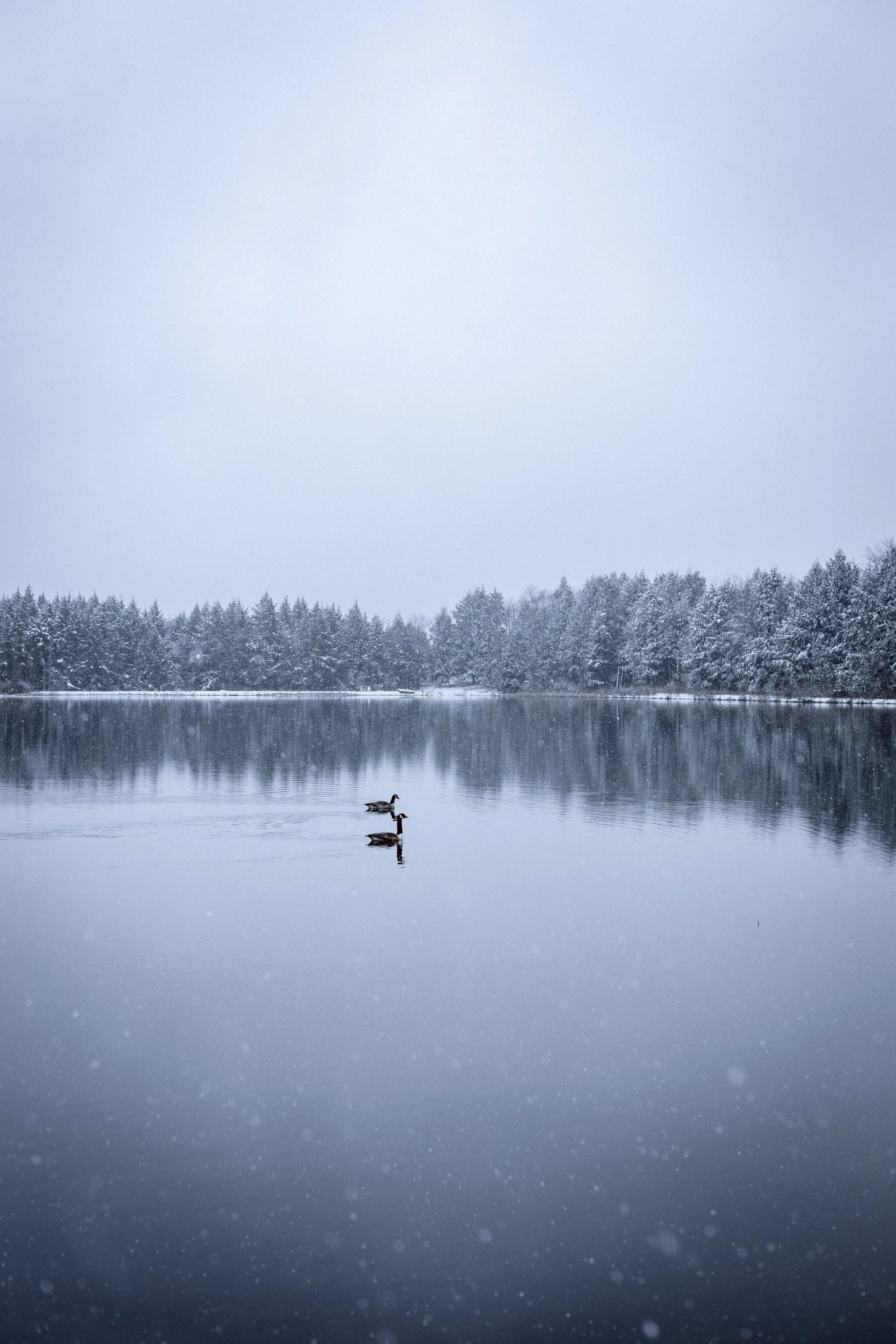 Two ducks swimming on a snow-covered lake with a line of snow-covered trees in the background during snowfall.