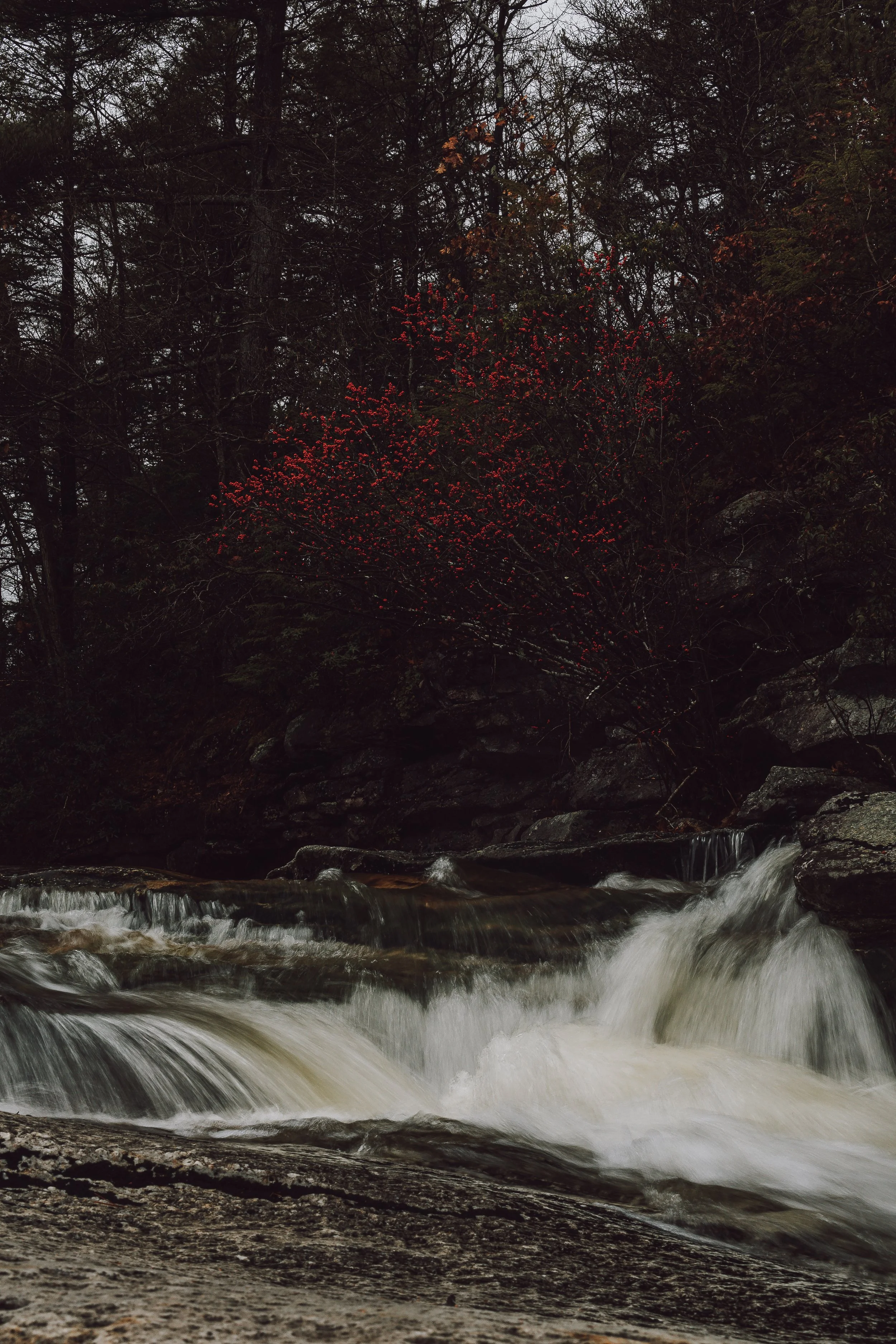A river flowing over rocks with a bush with red berries on the riverbank, surrounded by trees in a forest.