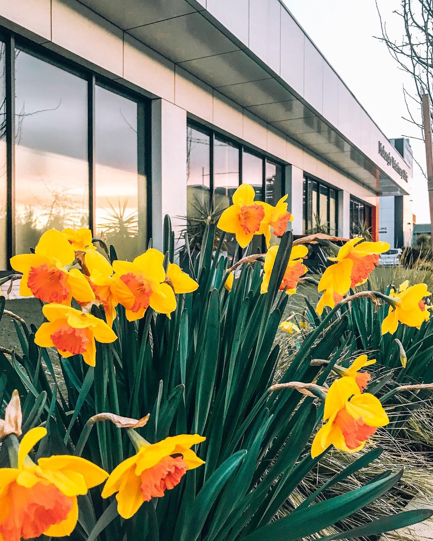 Spring has Sprung🌿
Our daffodils our out to say Hooray!

&mdash;&mdash;&mdash; 
From our team to yours, Molonglo Vet!🧡 

📞 (02)6147 5577 
🔗 https://www.molonglovet.com.au 

#daffodildelivery #springinthestep #molonglovet #moments #vetsofcanberra 