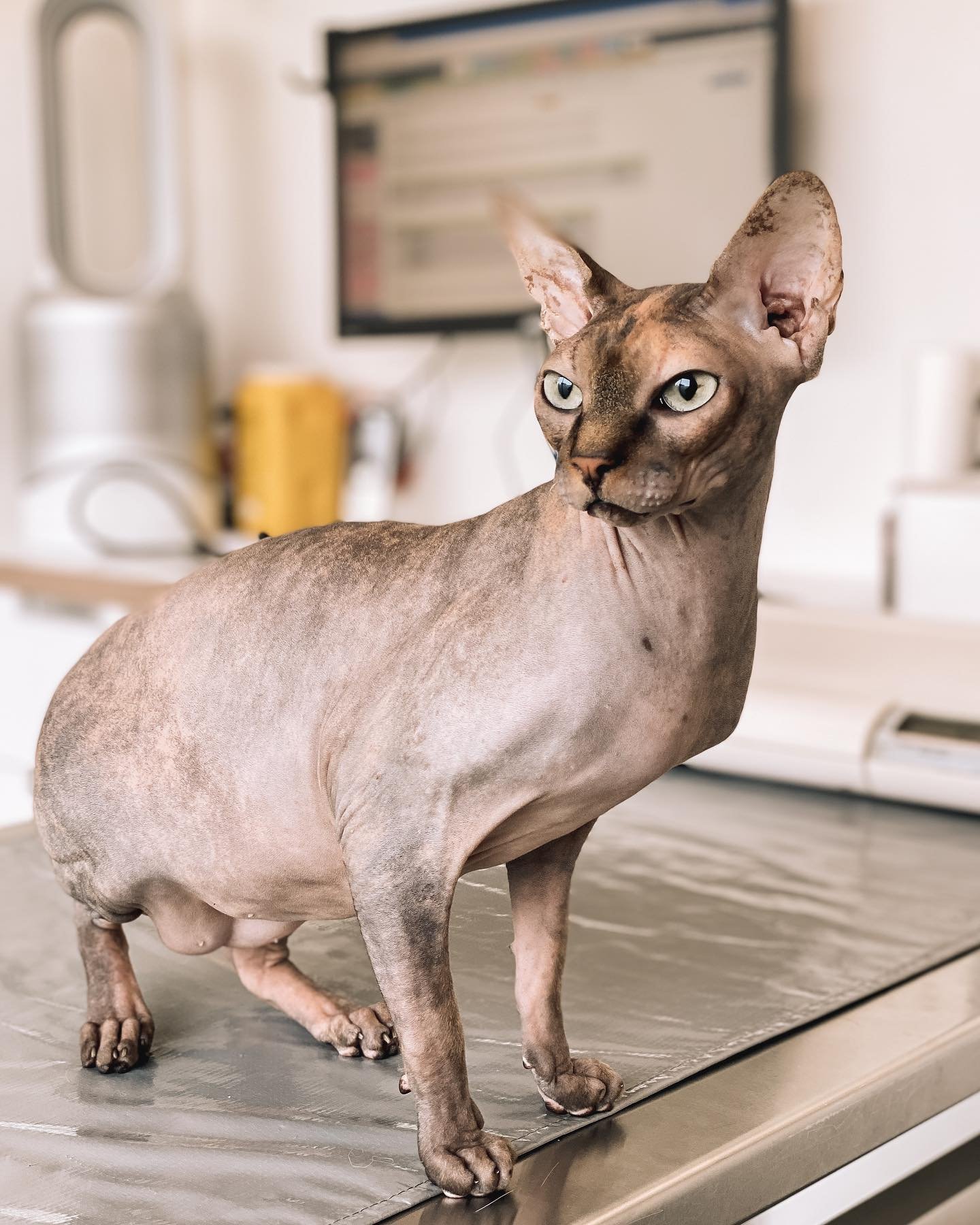 🐾 Boobah the 2yr old Sphynx came in for her annual health check and vaccination. She definitely knows how to strike a pose!
___________

From our team to yours, Molonglo Vet!🧡 
 
📞 (02) 6147 5577 
✉️ hello@molonglovet.com.au 
🔗 https://www.molong