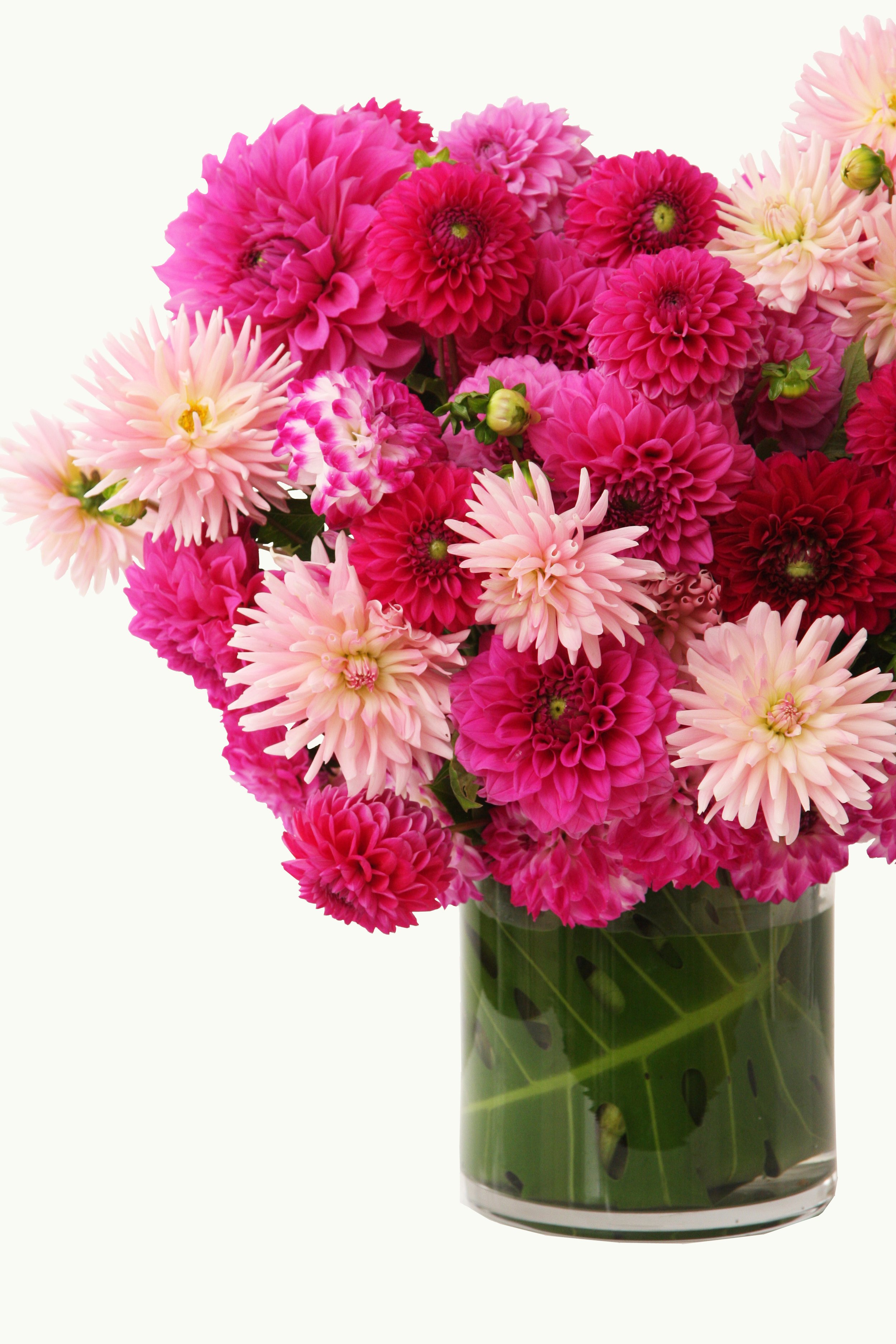 Decorative Dahlia by Botanic Flowers Melbourne. www.botanic flowers.com.au