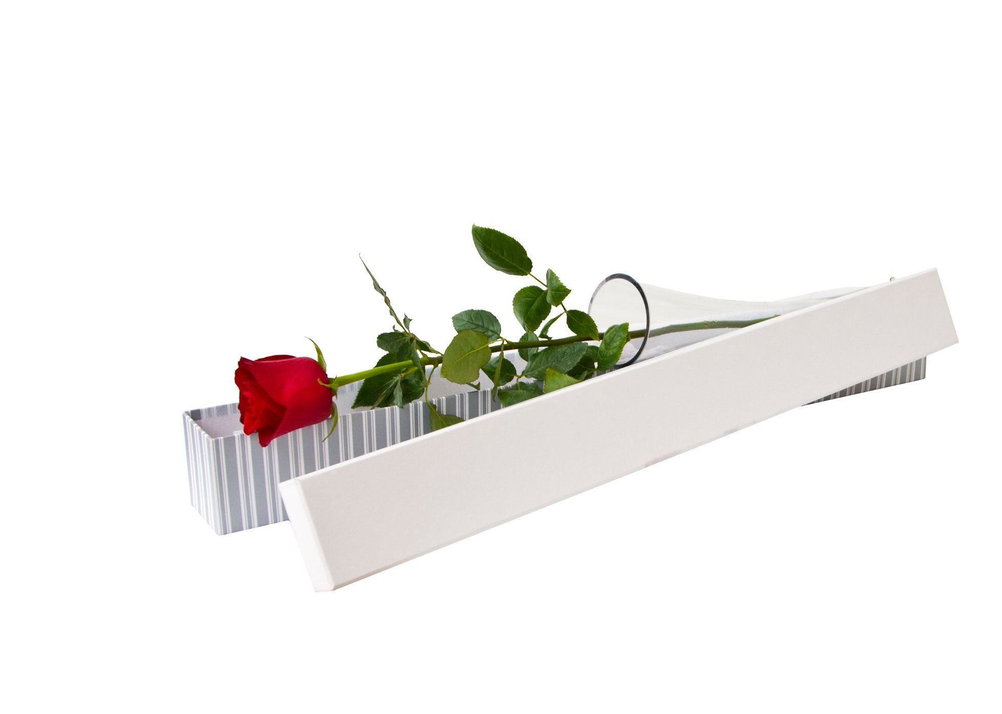 Botanic+Flowers+Melbourne+Single+Rose+Boxed+with+vessel+.jpg