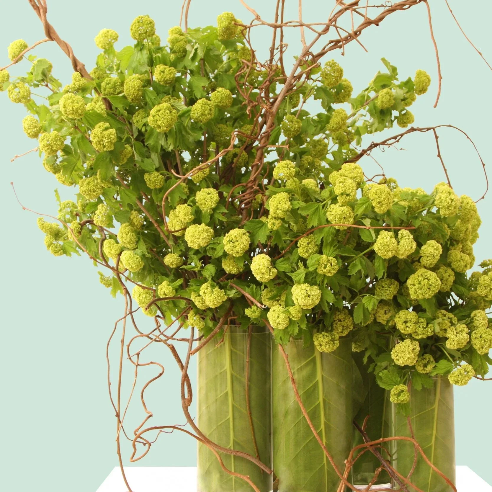 Flowers at Tiffany's. Tiffany green with kiwi vine and snowball foliage in flower. Botanic Flowers 1300 820 920.