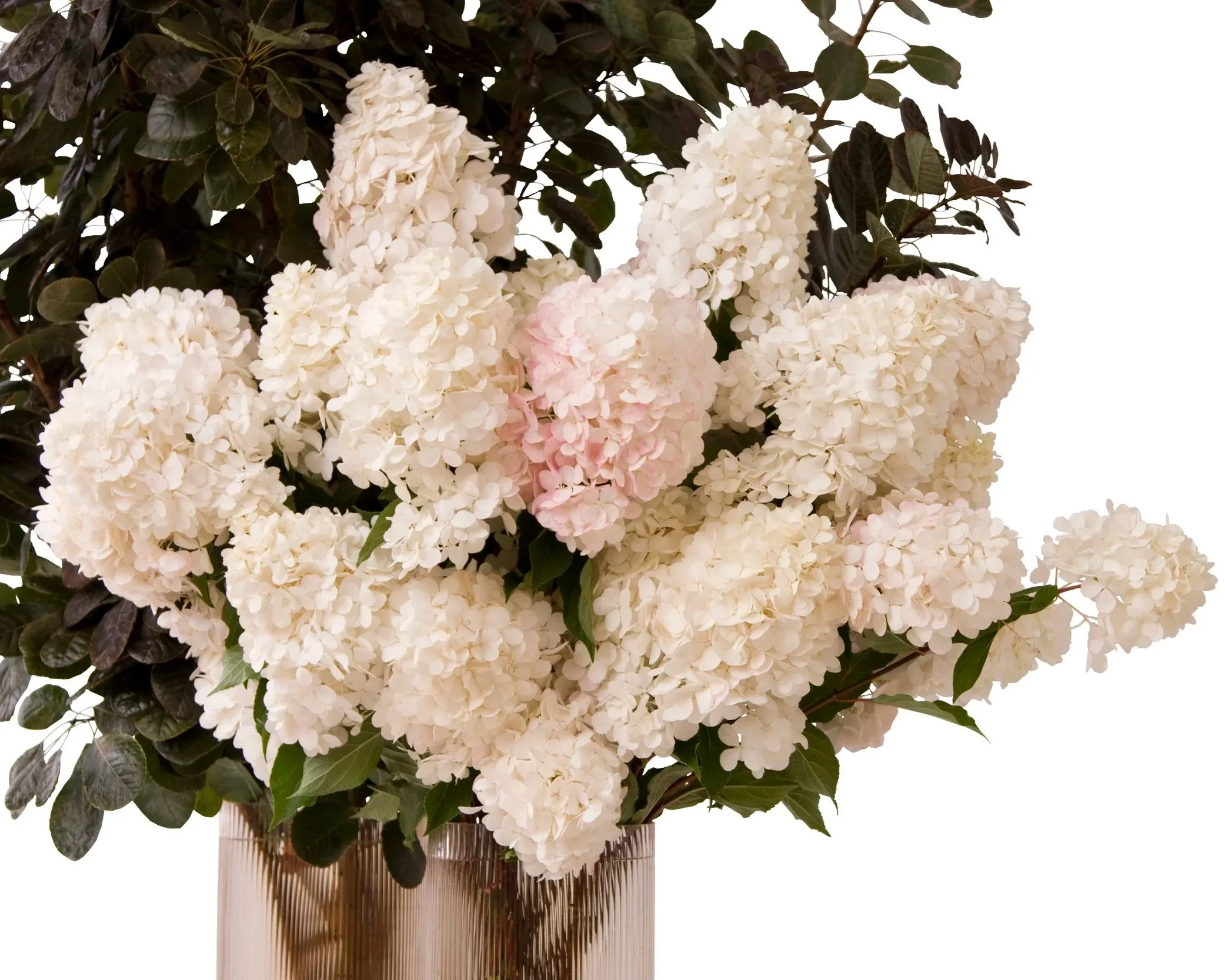 Hydrangea paniculata and smokebush foliage. Botanic Flowers 1300 820 920.
