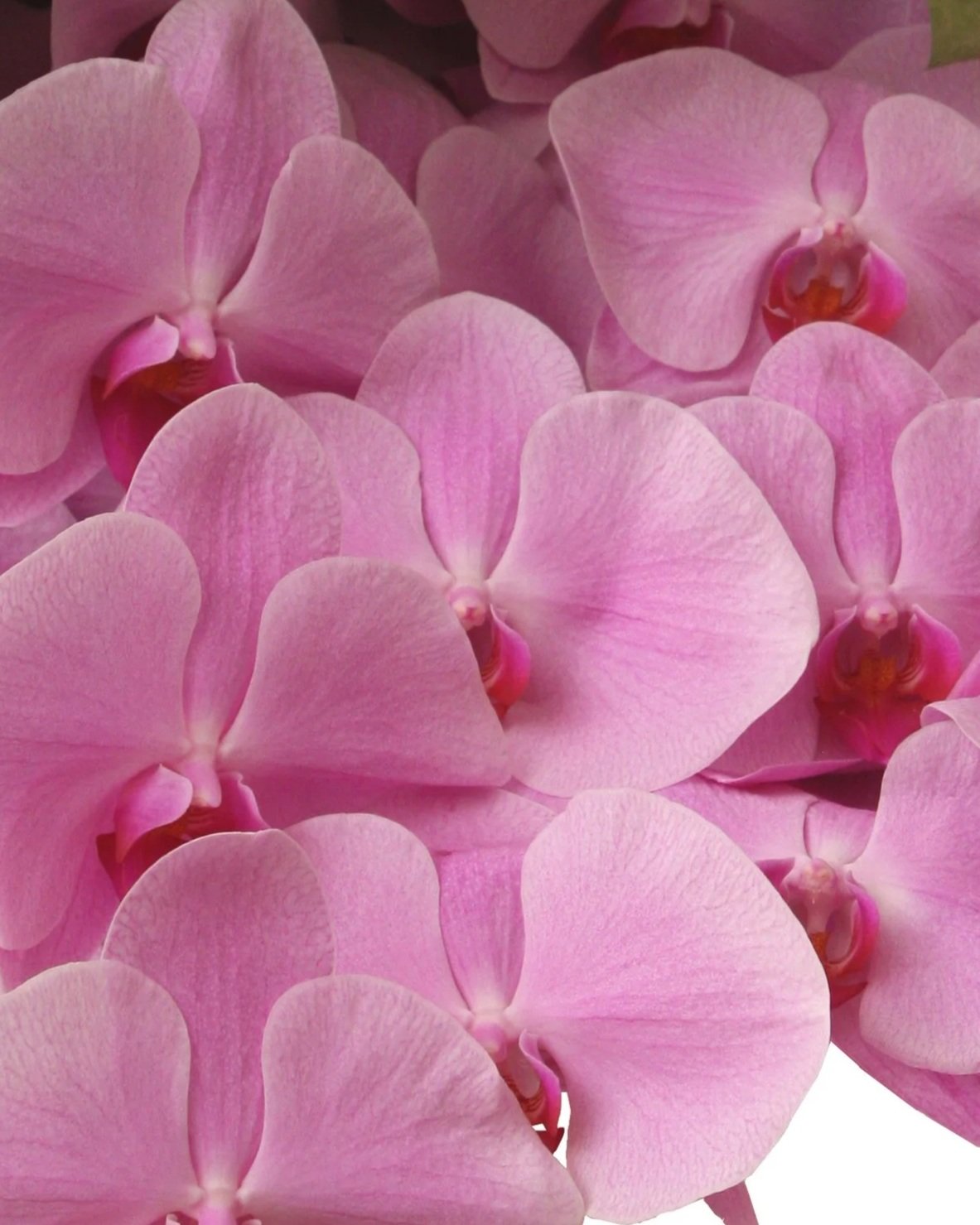 Mauve Phalaenopsis Orchids. Botanic Flowers Melbourne 1300 820 920.