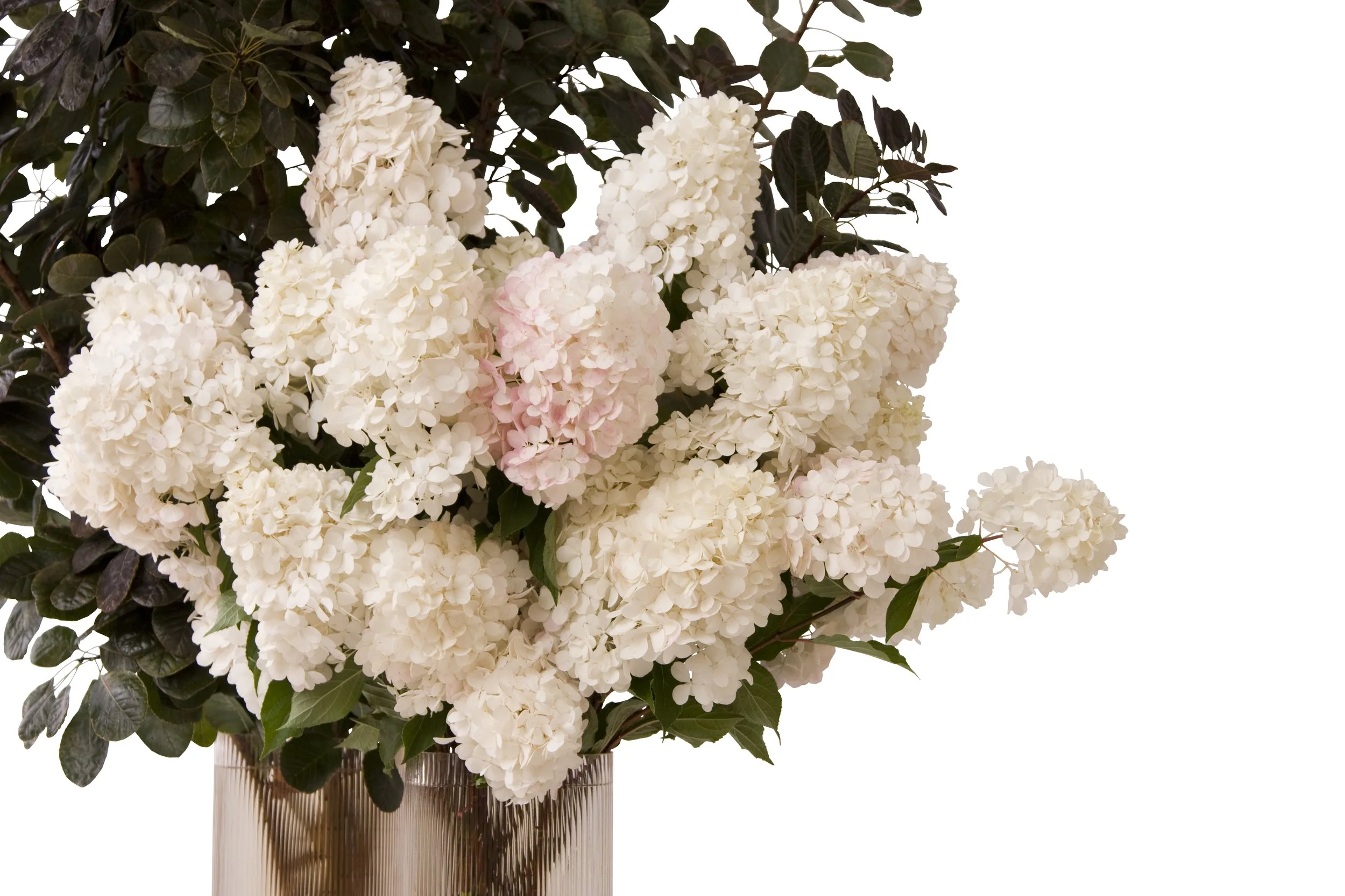 Smokebush foliage, hydrangea paniculata. This arrangement of hydrangea mixed with smokebush leaves a lasting impression in any work environment or residence. View or 24 hour flower boutique where you can order flowers from our seasonal floral menu.