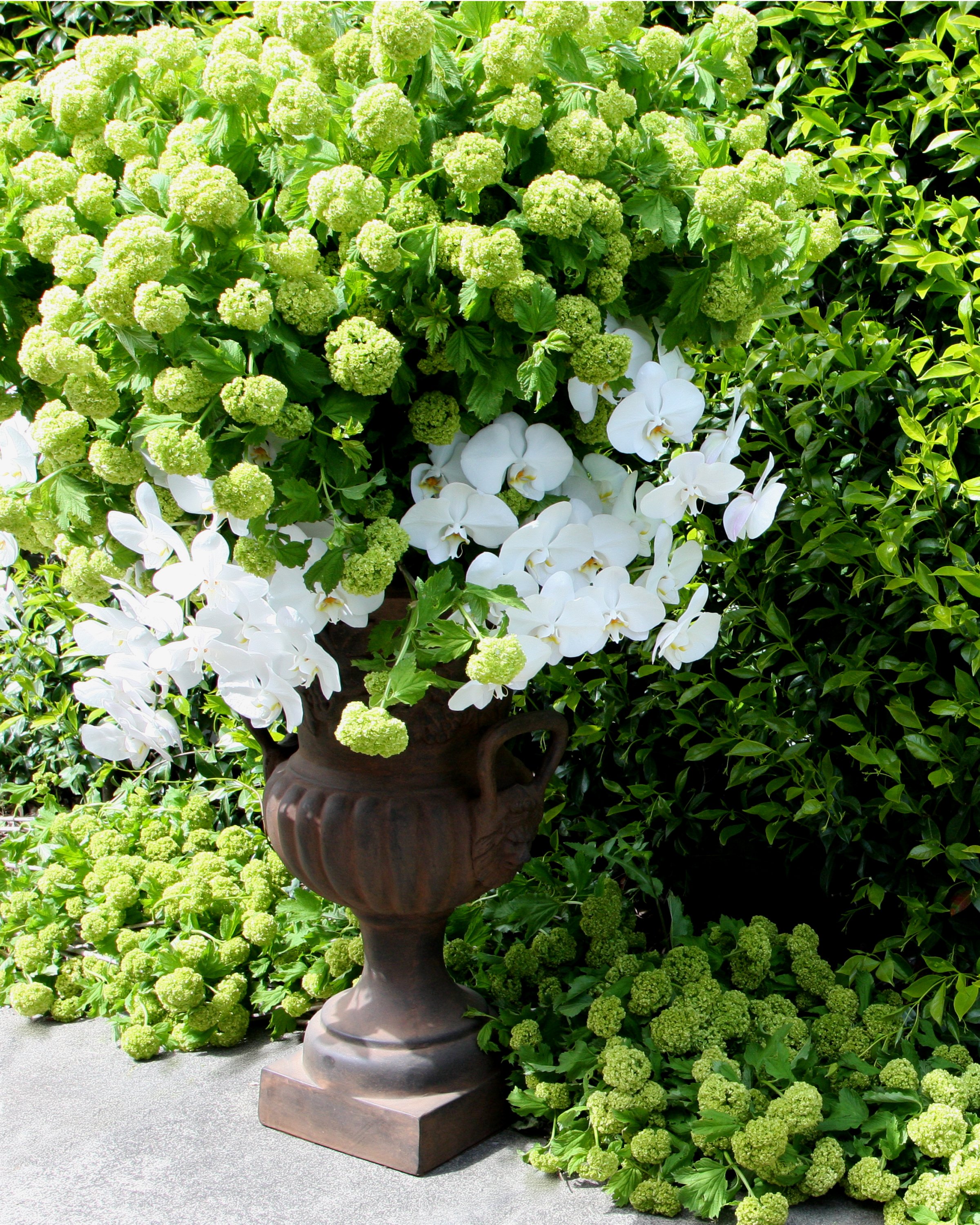 Urns filled with snowball and white phalaenopsis orchids. Botanic Flowers Melbourne