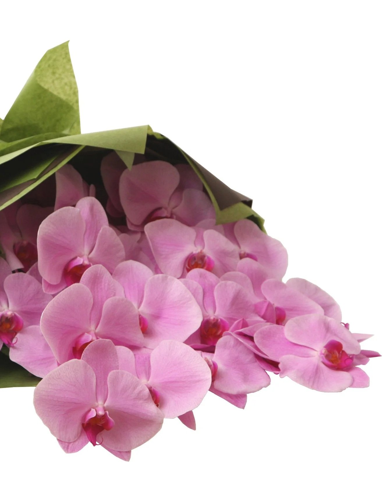 Blush lilac moth orchid. Botanic Flowers Melbourne 1300 820 920