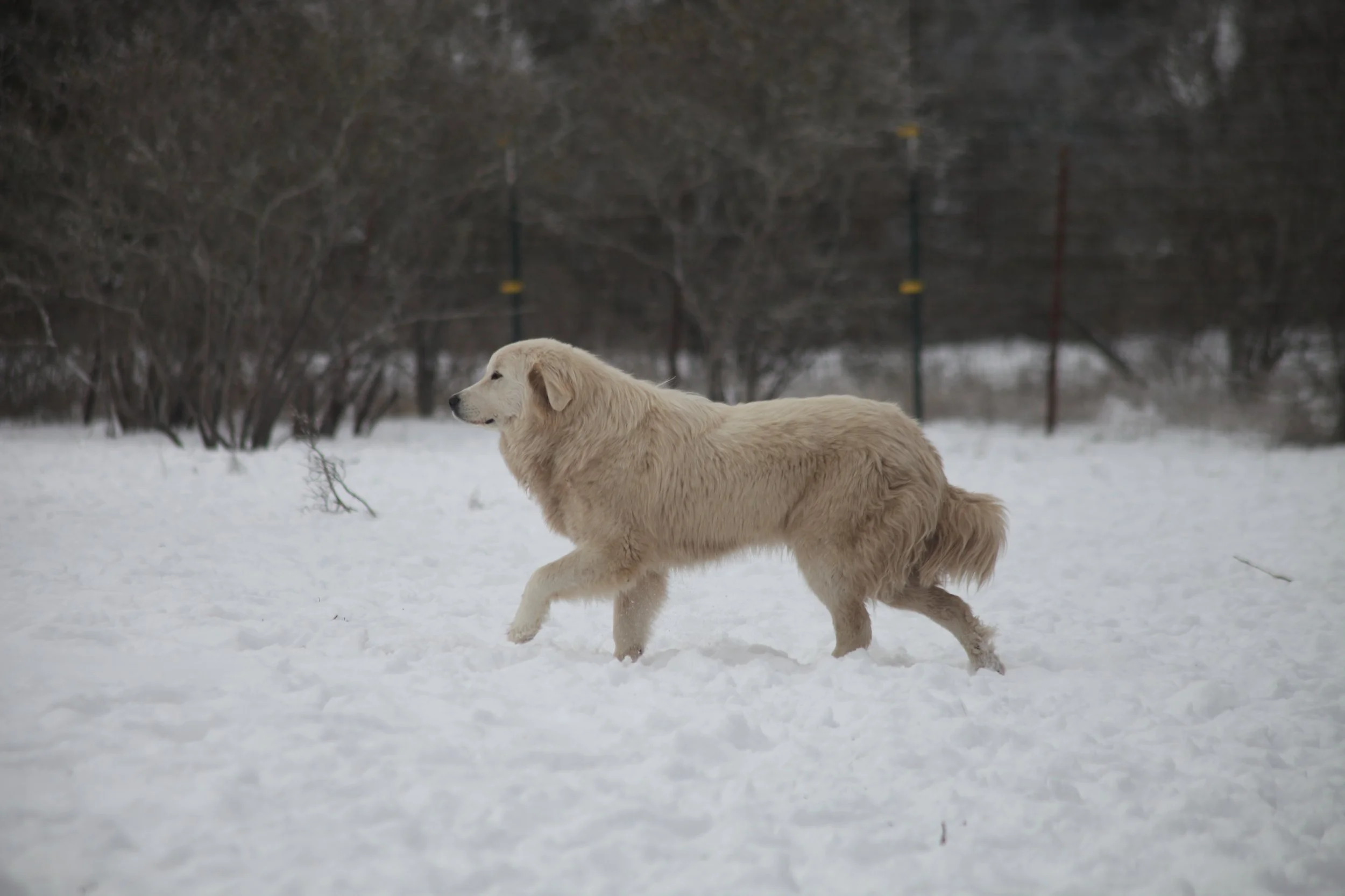 Do Great Pyrenees Dogs Howl