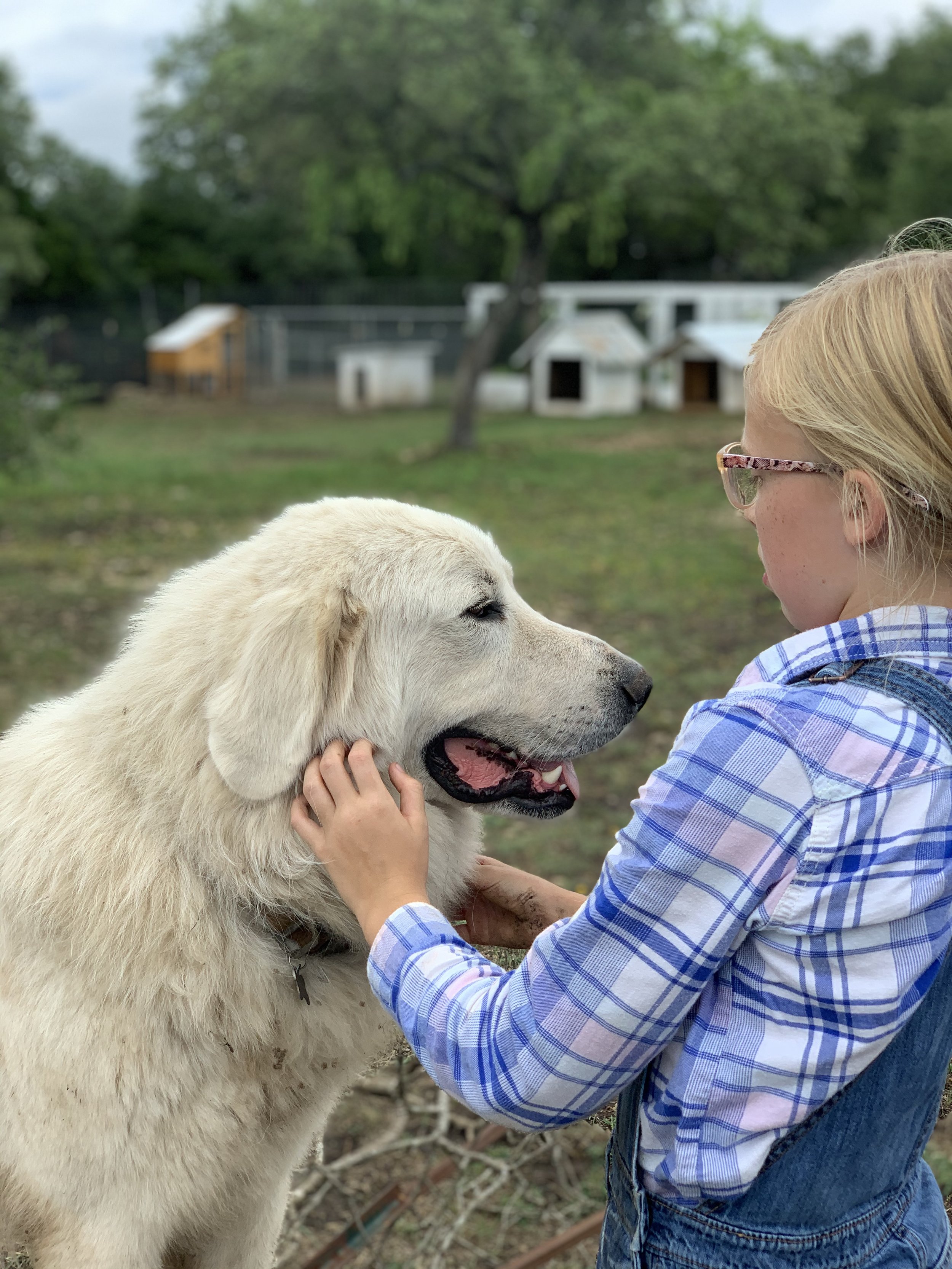 Do Great Pyrenees Dogs Howl