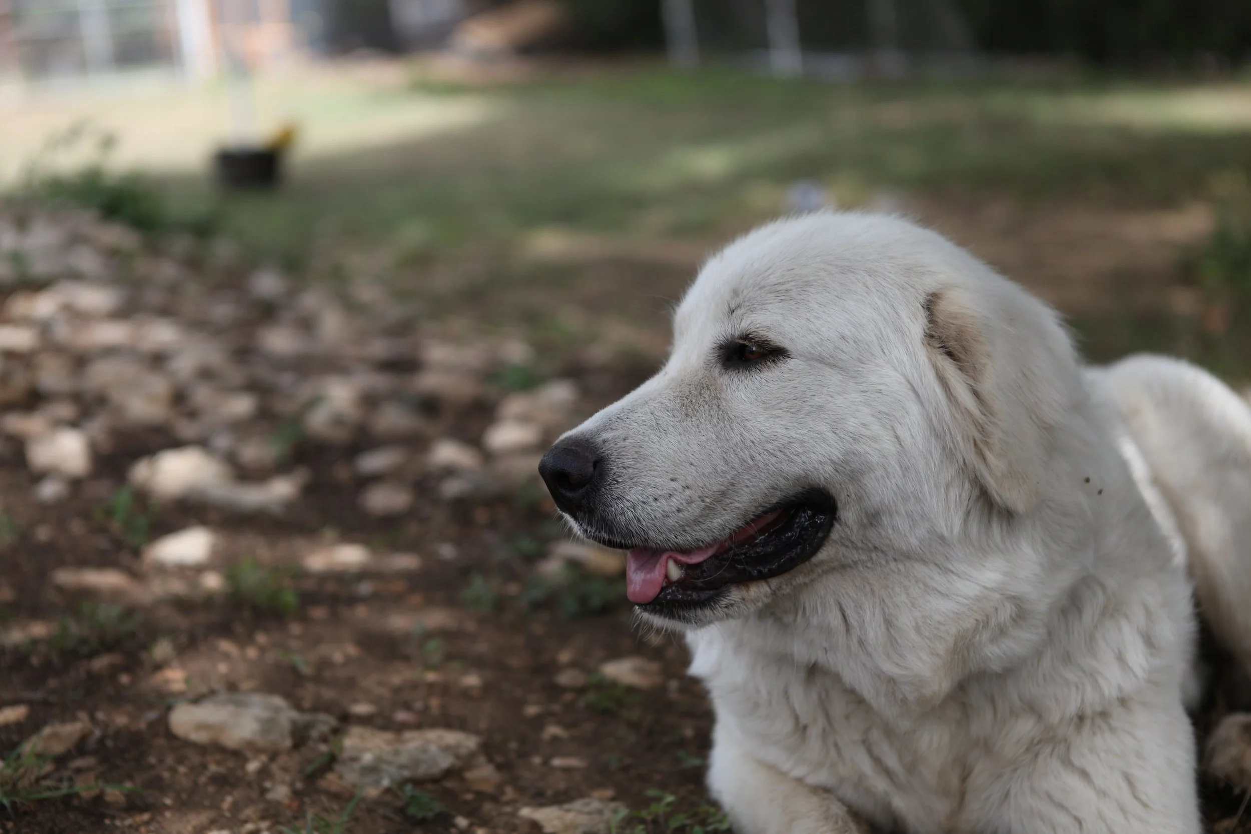Do Great Pyrenees Dogs Howl