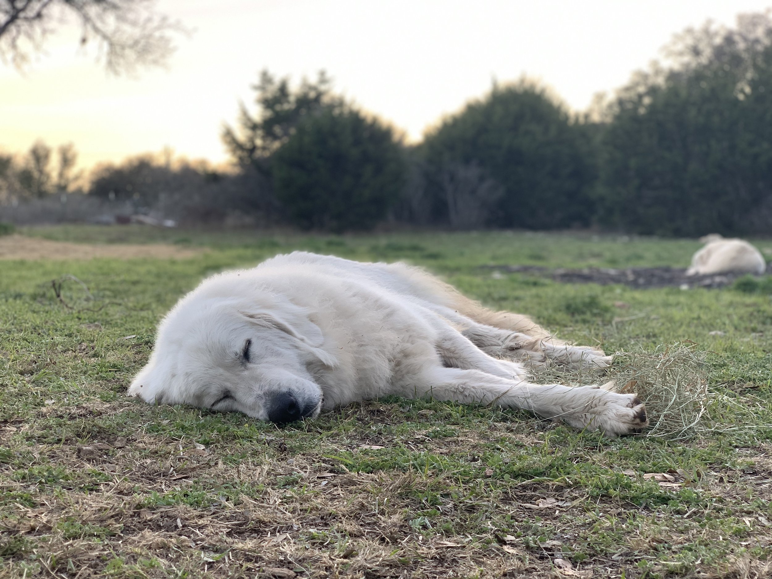 Are Great Pyrenees Lazy