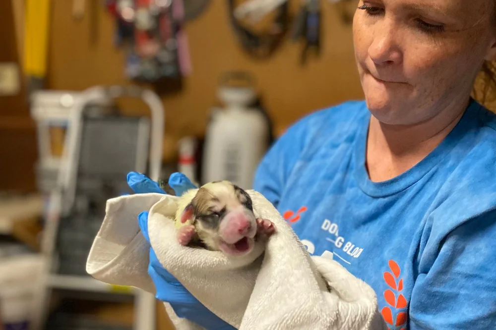 What To Use To Keep Newborn Puppies Warm