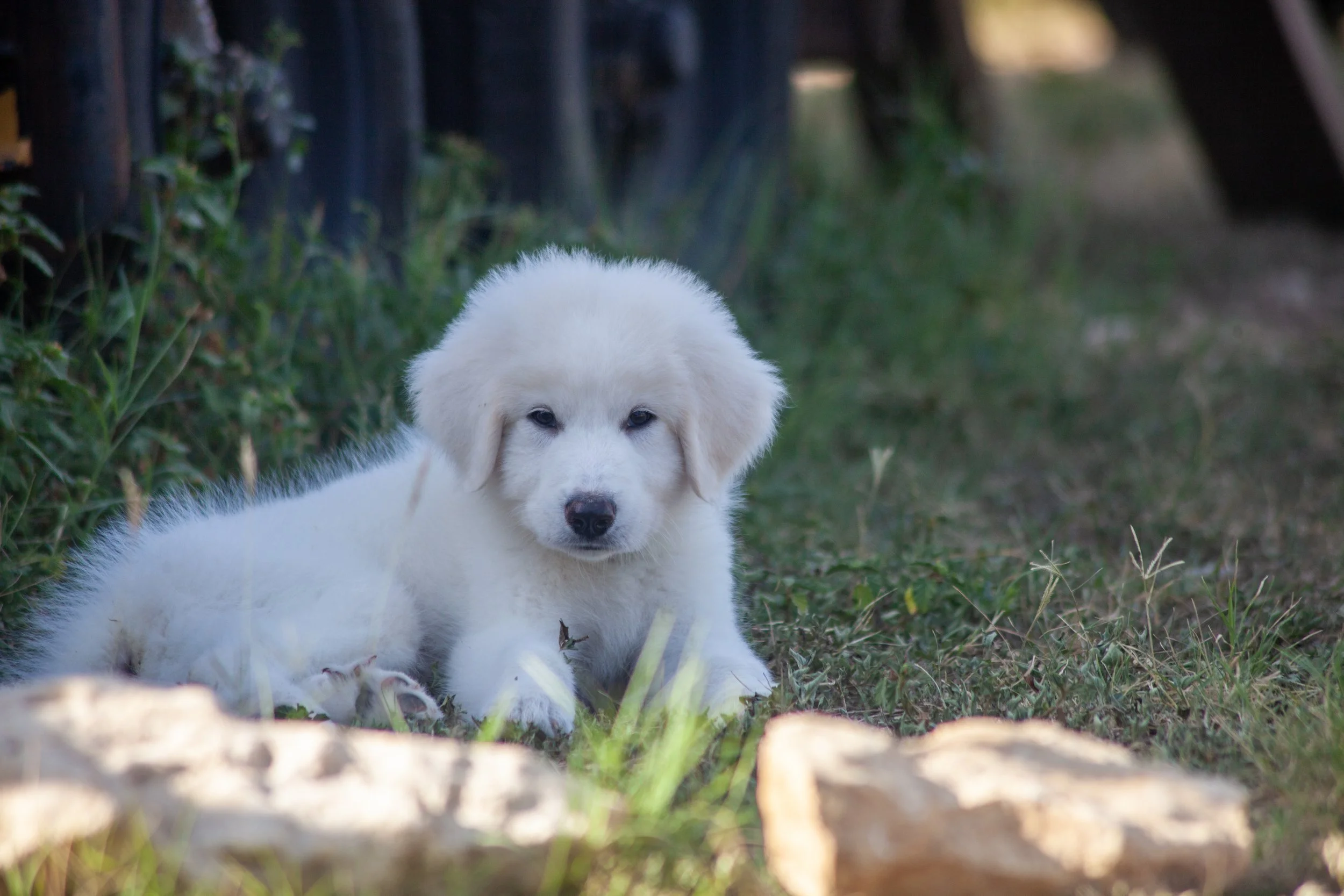 Does A Great Pyrenees Need A Dog House