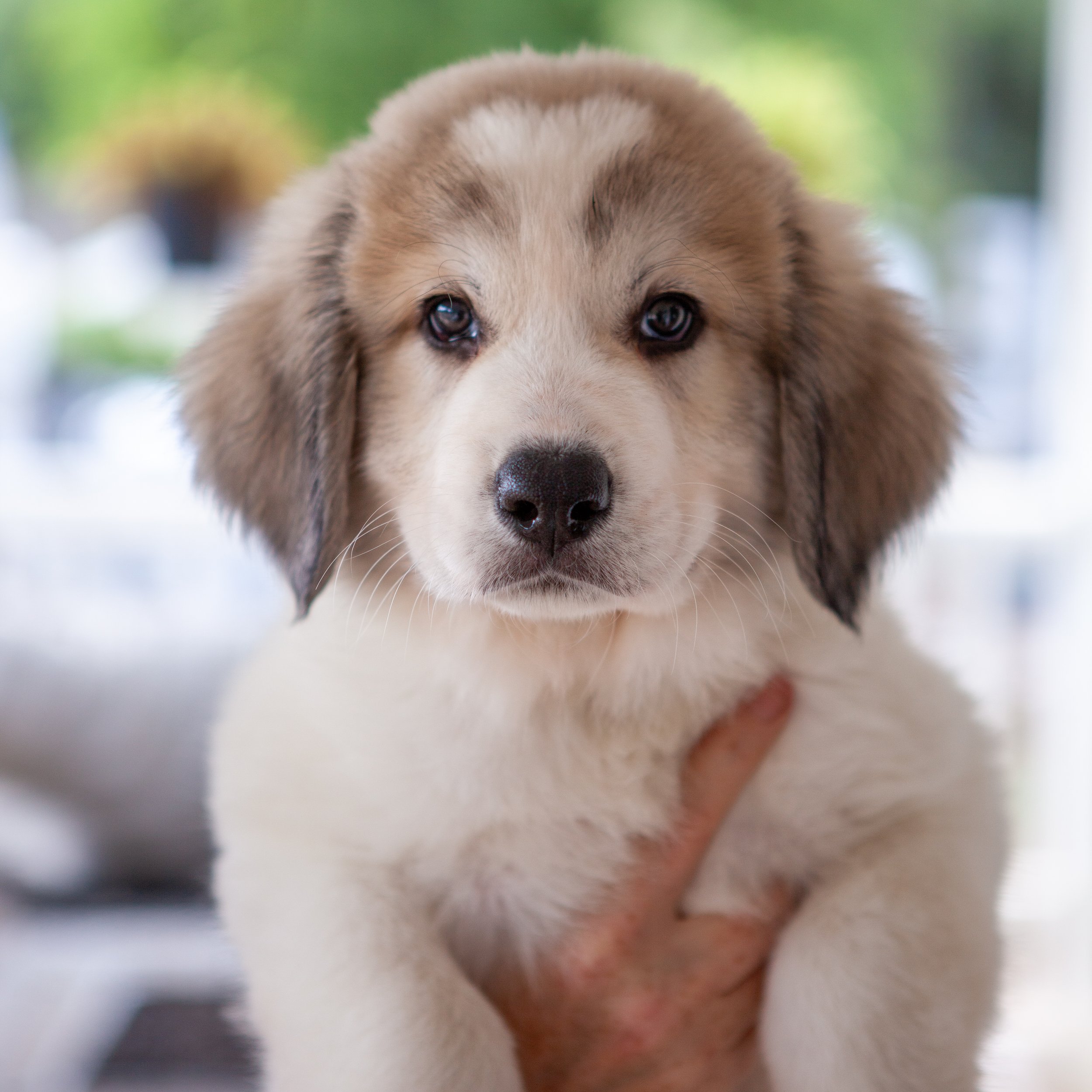 Can Great Pyrenees have Markings? — Willow Acres - Great Breeder Texas