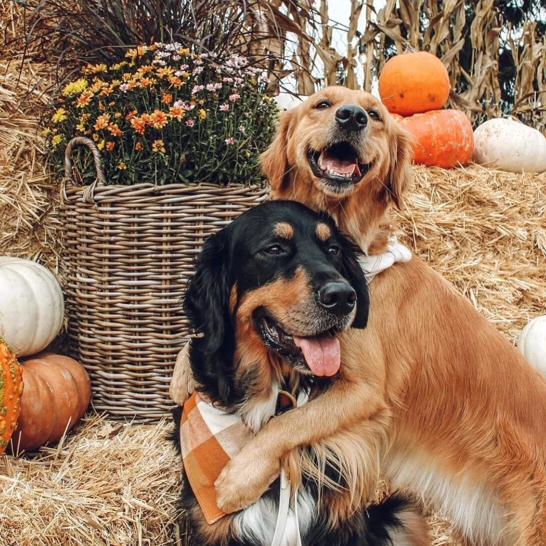 These are some happy pups in the patch!