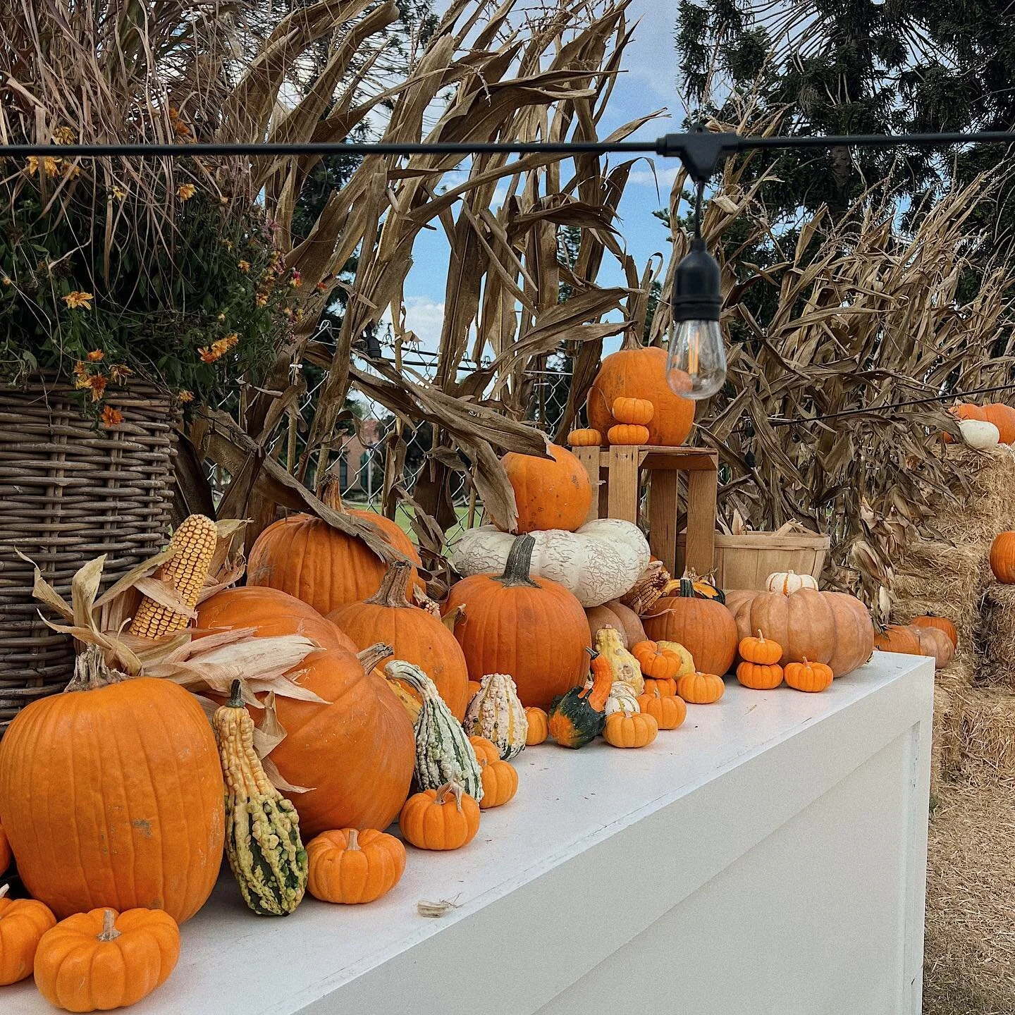 Cozy fall weather down here in San Diego! The perfect day to visit our patch 🍂