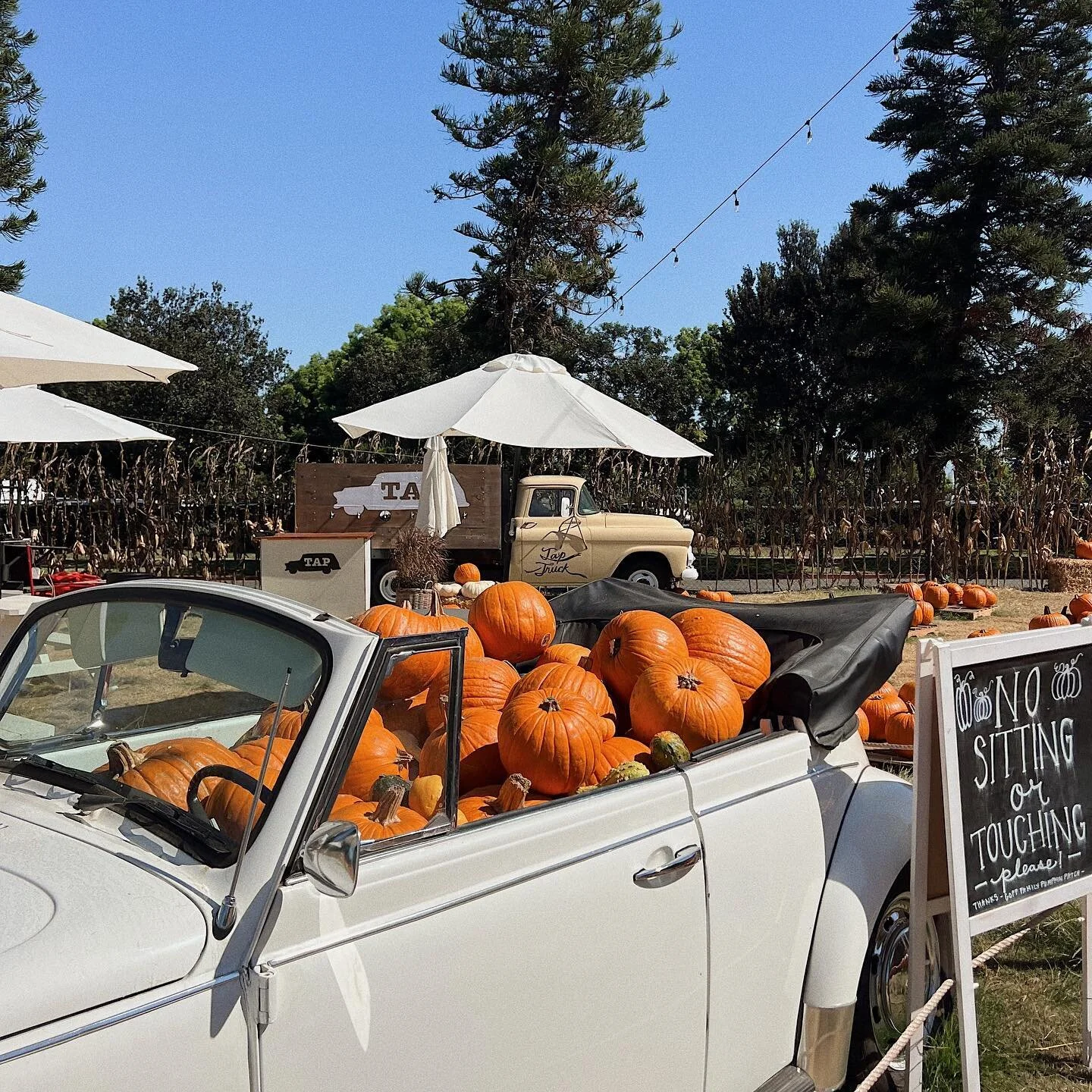 Have you visited your local pumpkin patch yet? Come grab a pumpkin!