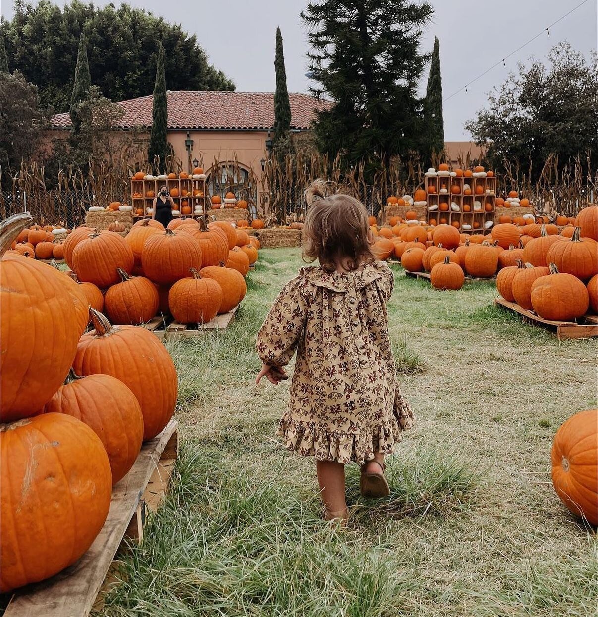 Just a cute lil pumpkin roaming through the patch!