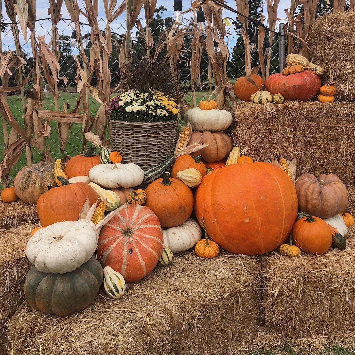 What&rsquo;s your favorite color pumpkin?