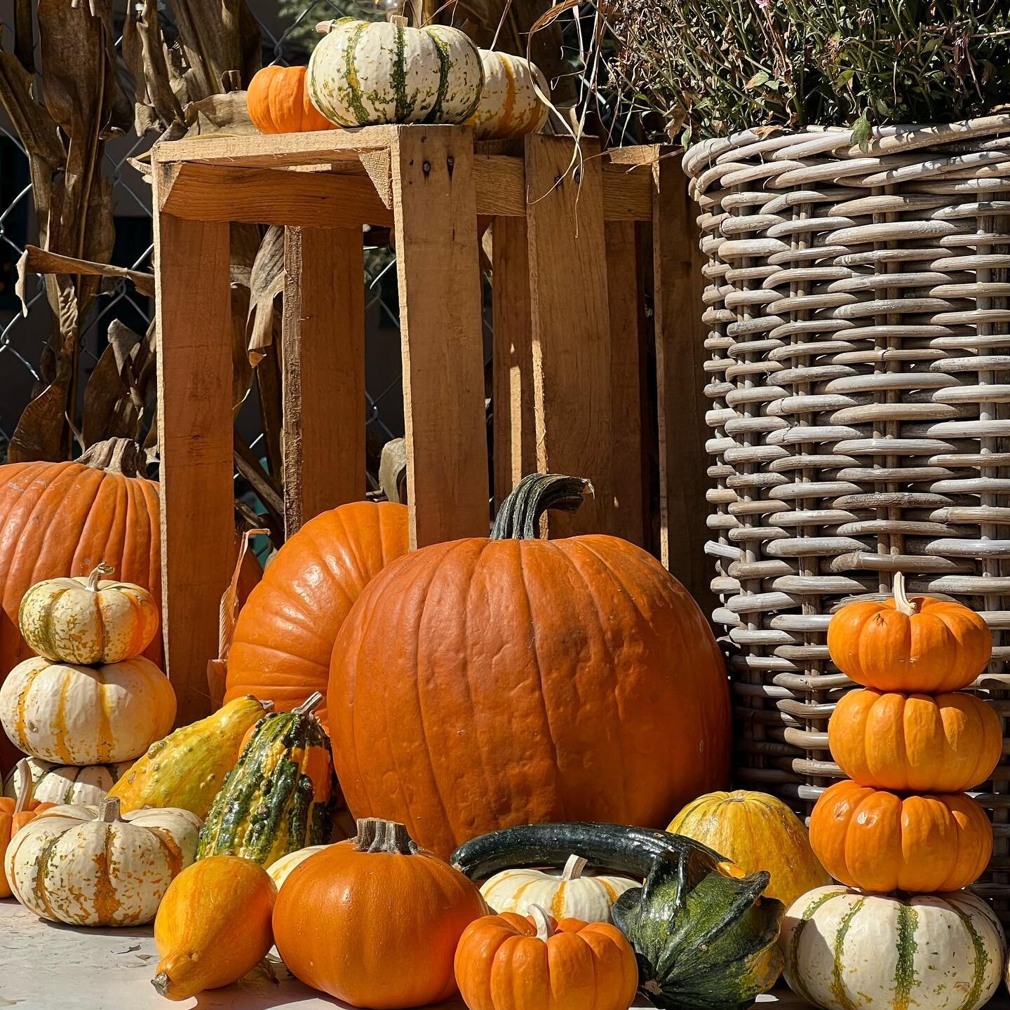 only a couple days left to grab your pumpkin! Come on by