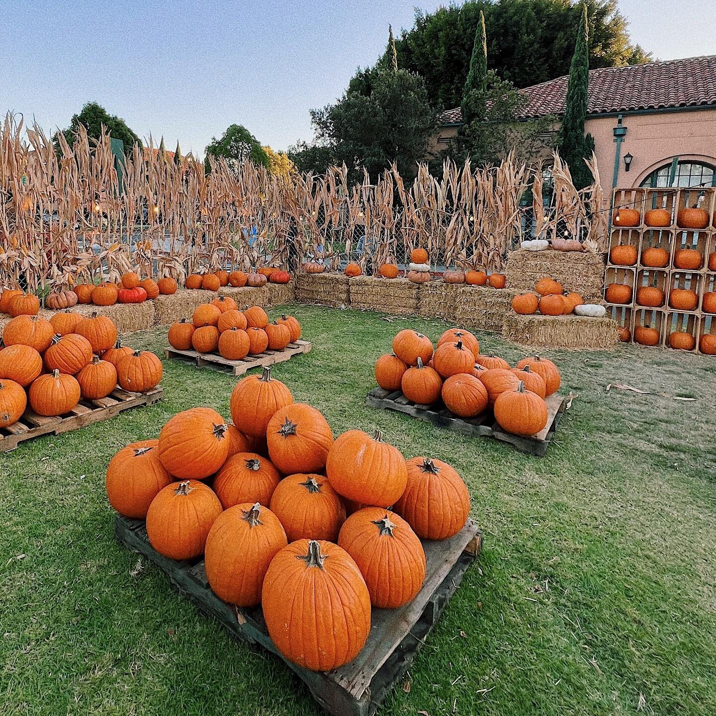 Happy Halloween friends! Today is our last day until next year! Thank you to everyone who came by and enjoyed our patch. We hope you had a great time &amp; grabbed a cute pumpkin to take home. 

If you haven&rsquo;t stopped by yet, todays you&rsquo;r