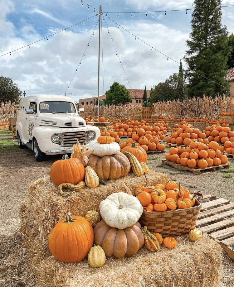 Pumpkin Patch at Liberty Station