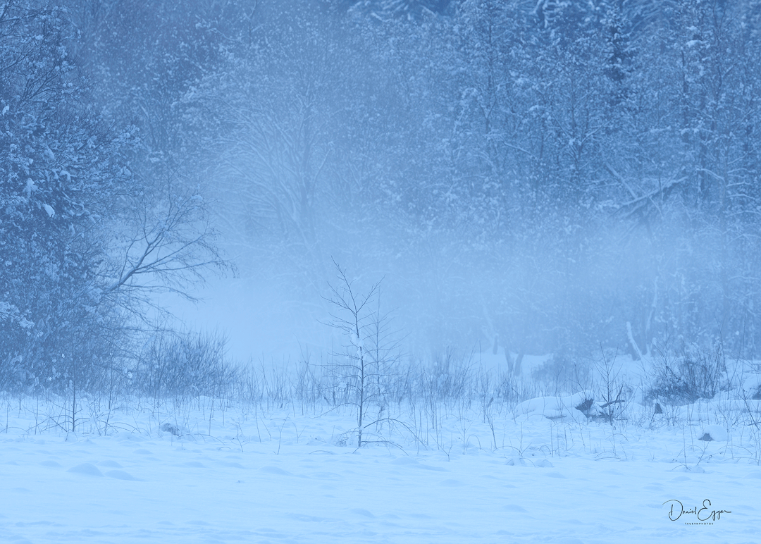 Schneebedeckter Wald im Nebel, Winterlandschaft mit Bäumen und Schnee