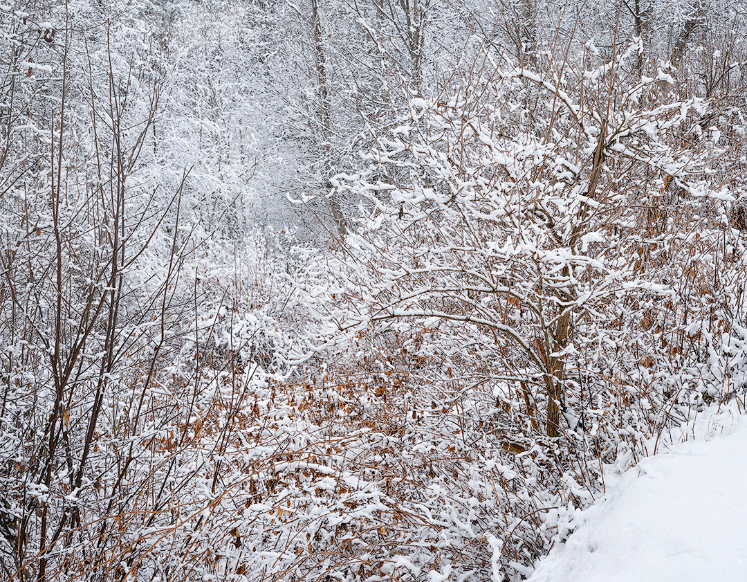 Winter Gebuesch