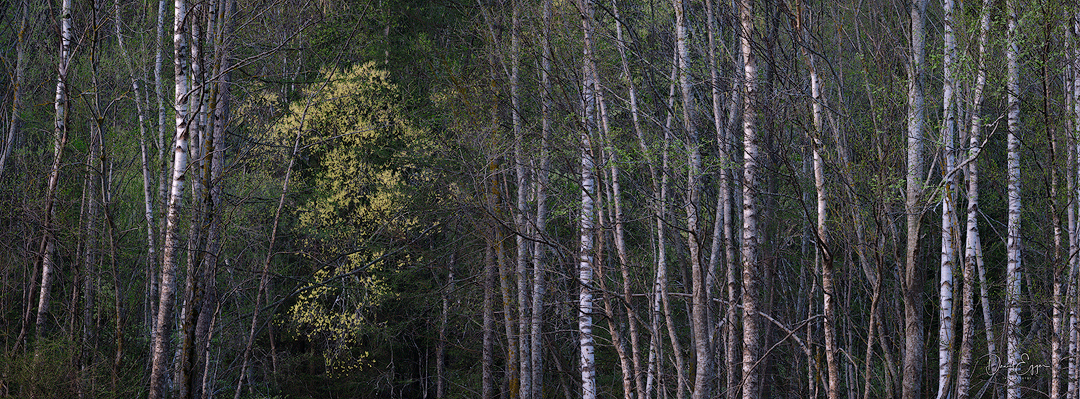 Auwald_Fruehling