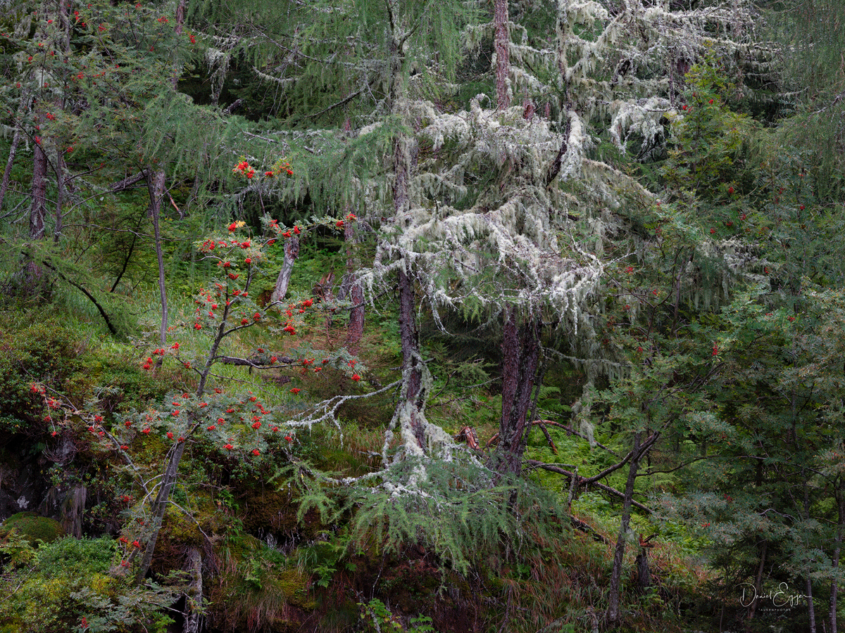 Zauber des Bergwalds