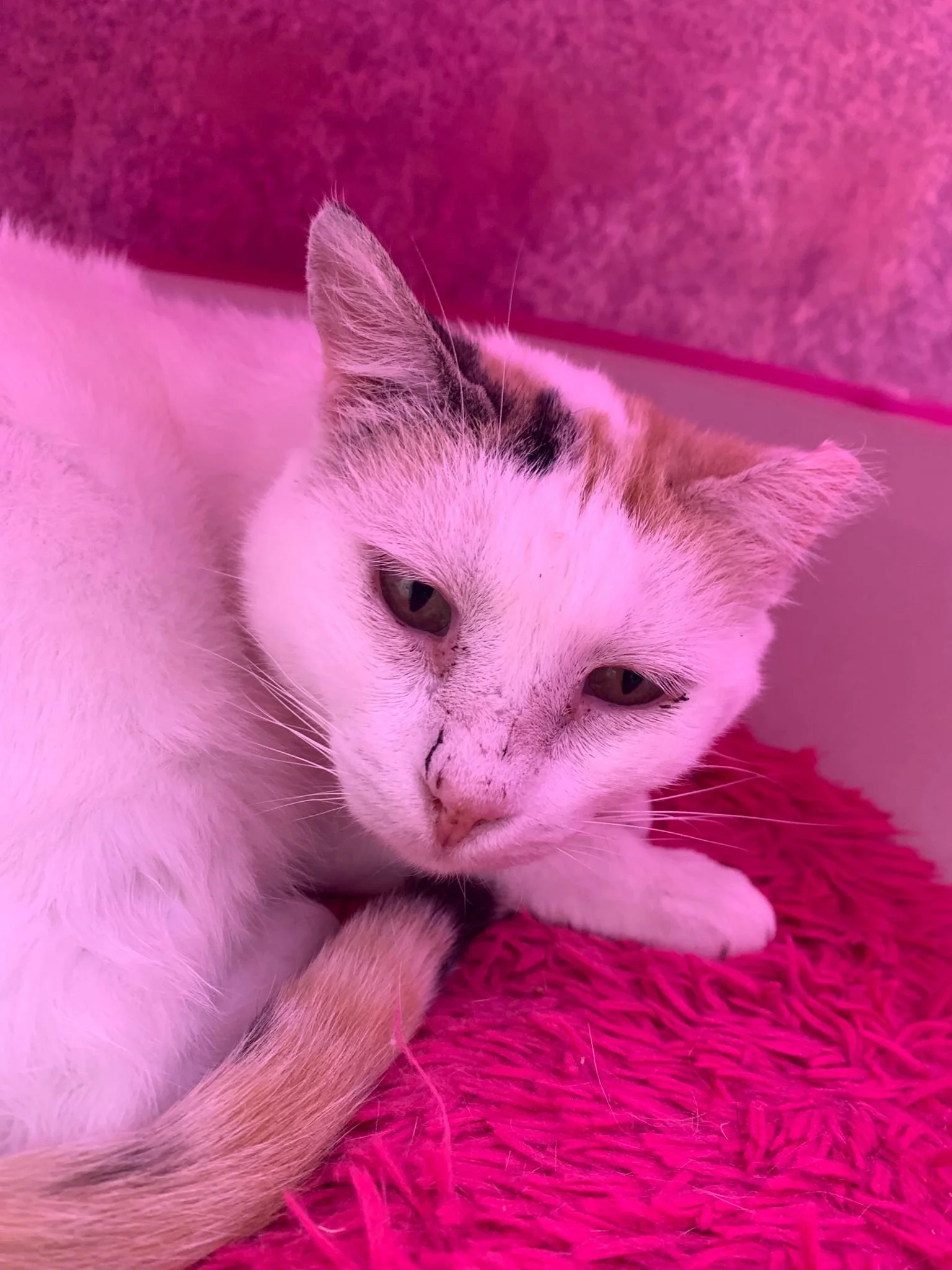 WhatsApp Image 2023-05-26 at 7.37.19 PM.jpeg